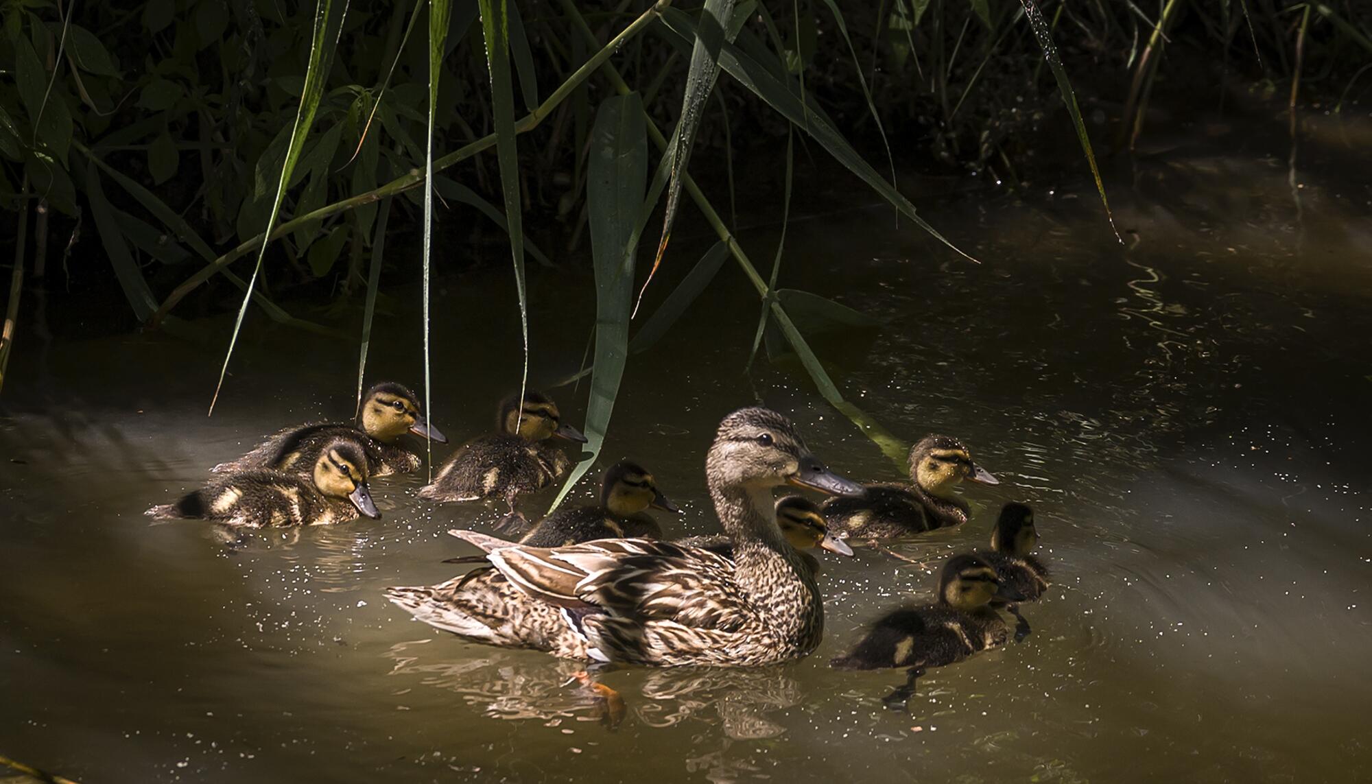 Patos