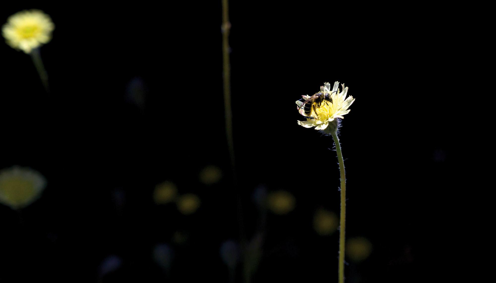 abeja desaparcion insecticidio