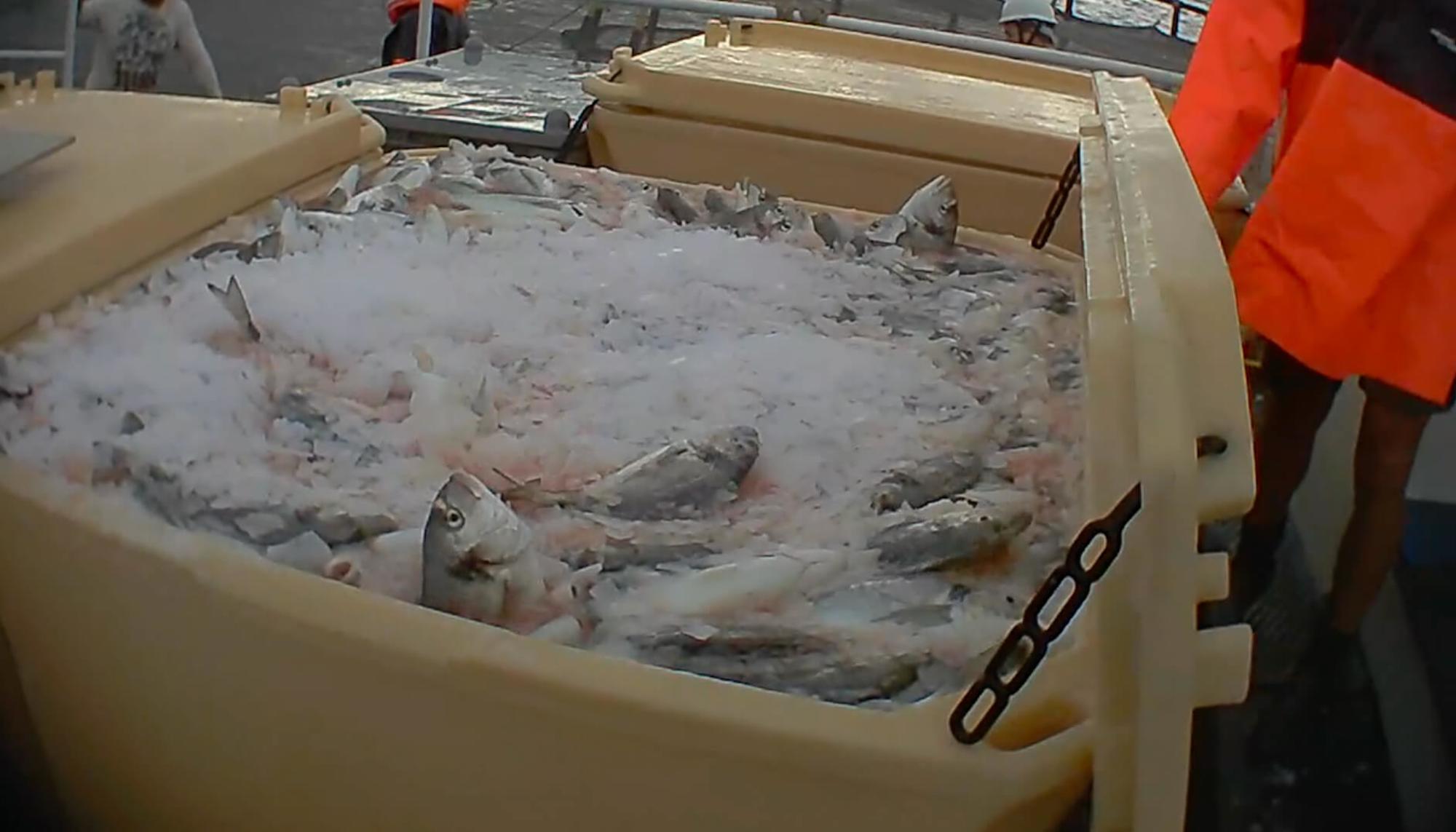 Peces asfixiados en hielo