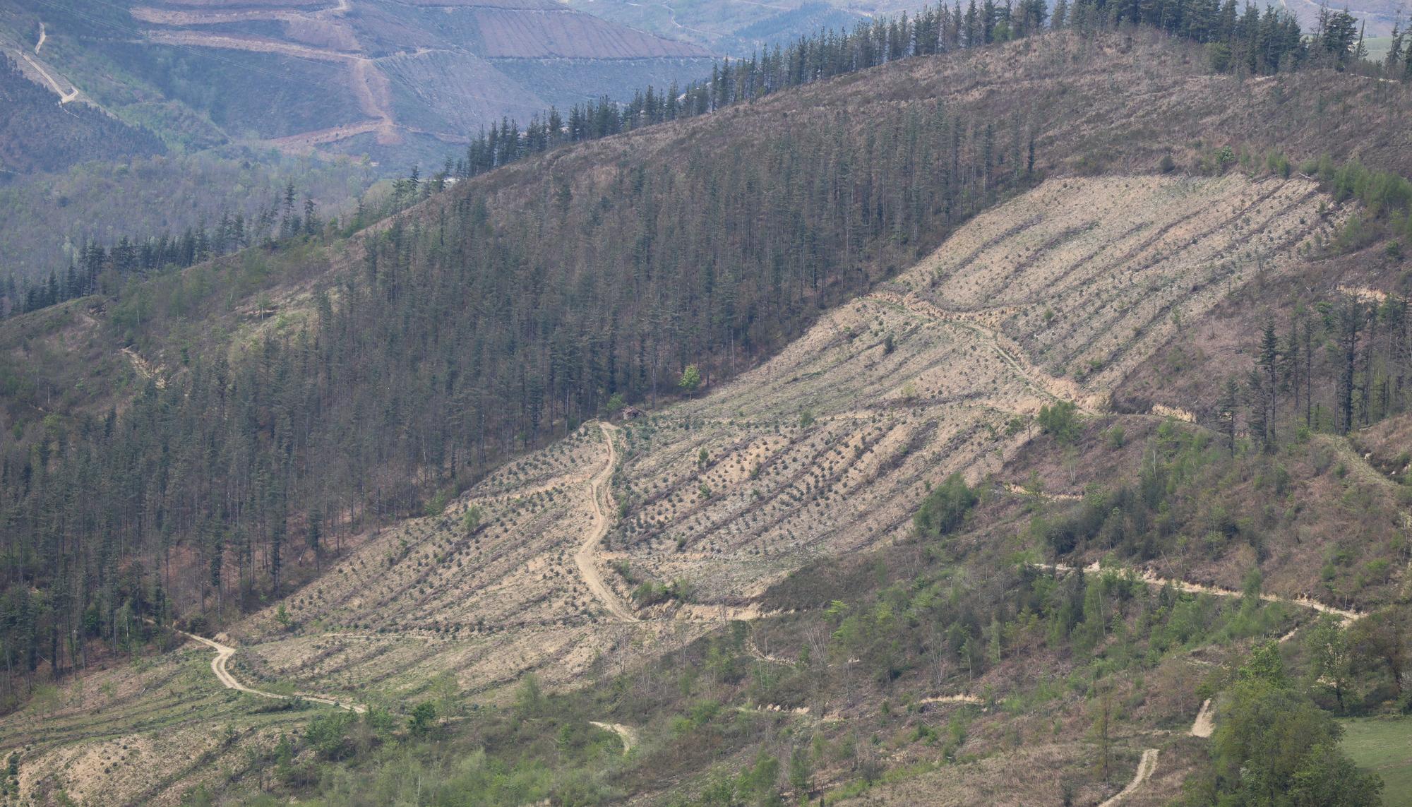 Plantaciones de eucaliptos