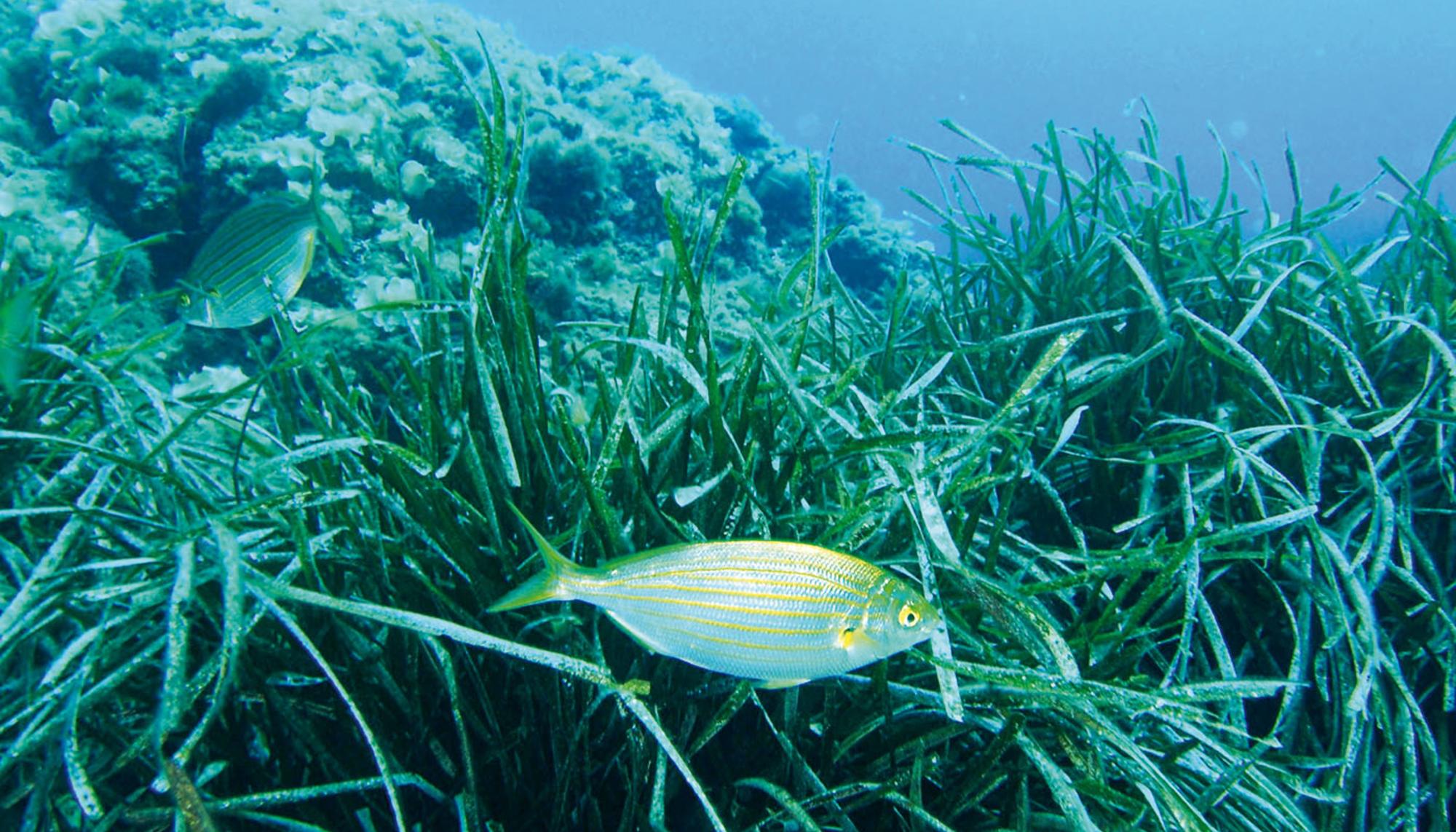 Posidonia Oceanica mediterraneo