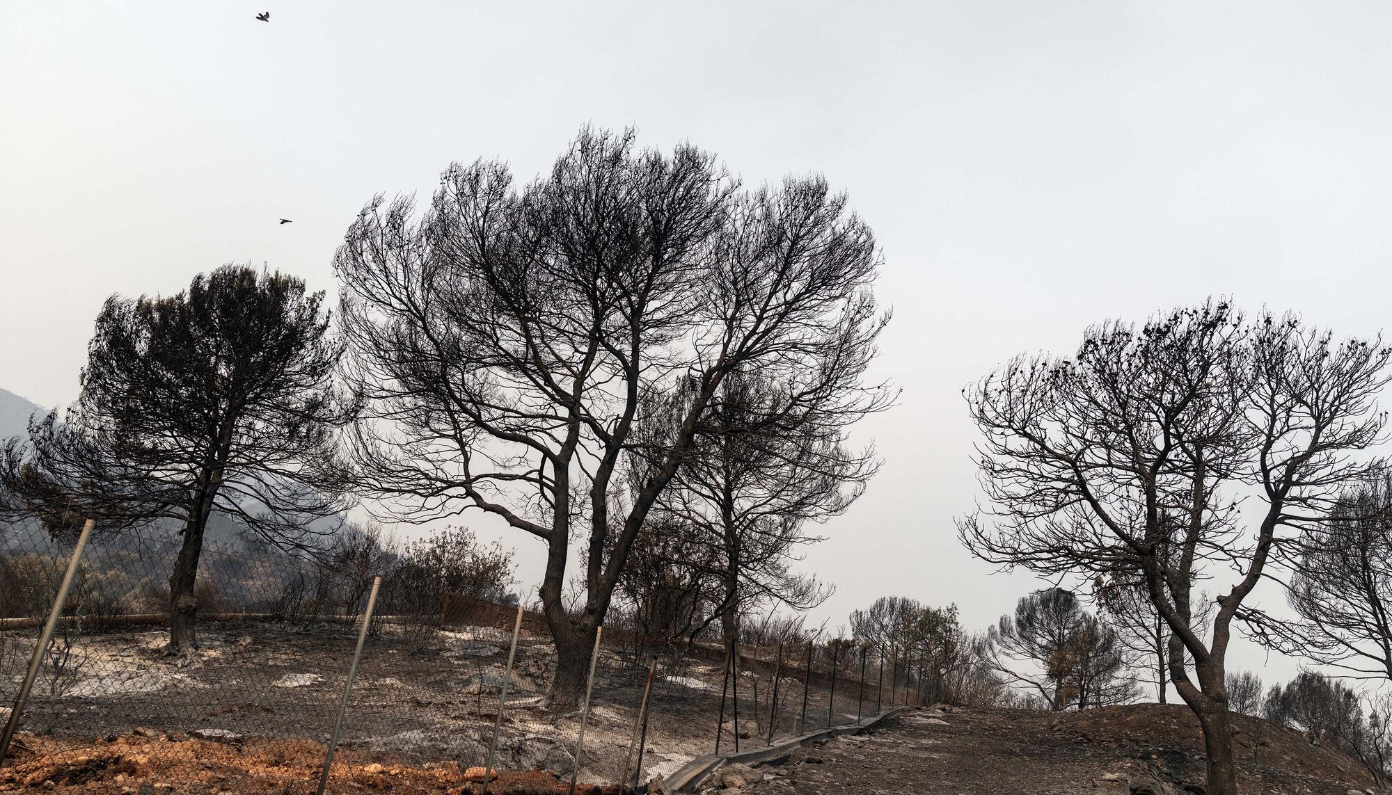 Castellón Incendio - 2