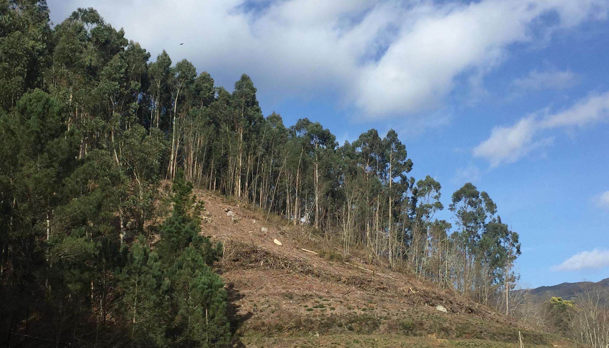 Monte talado