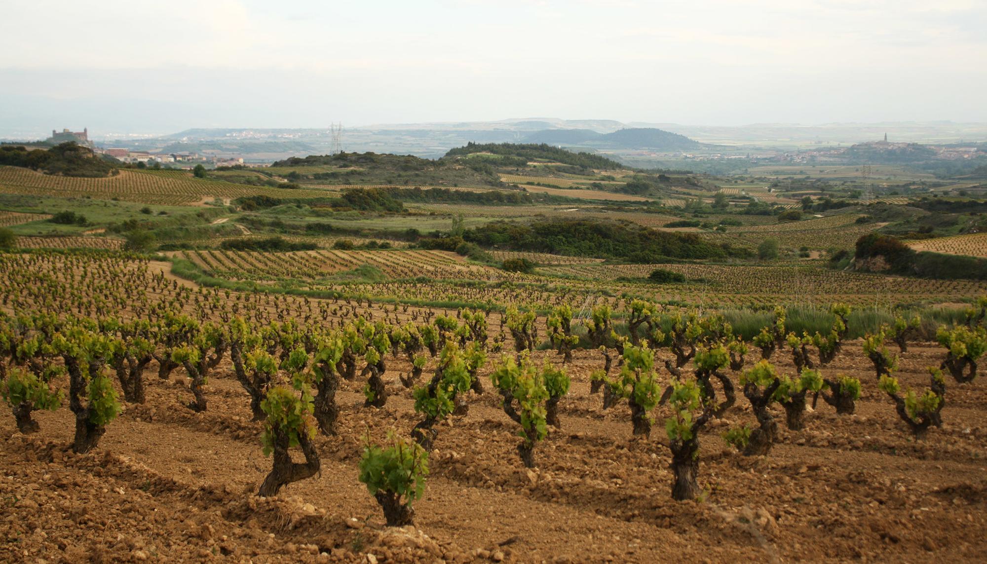 Ave Rioja