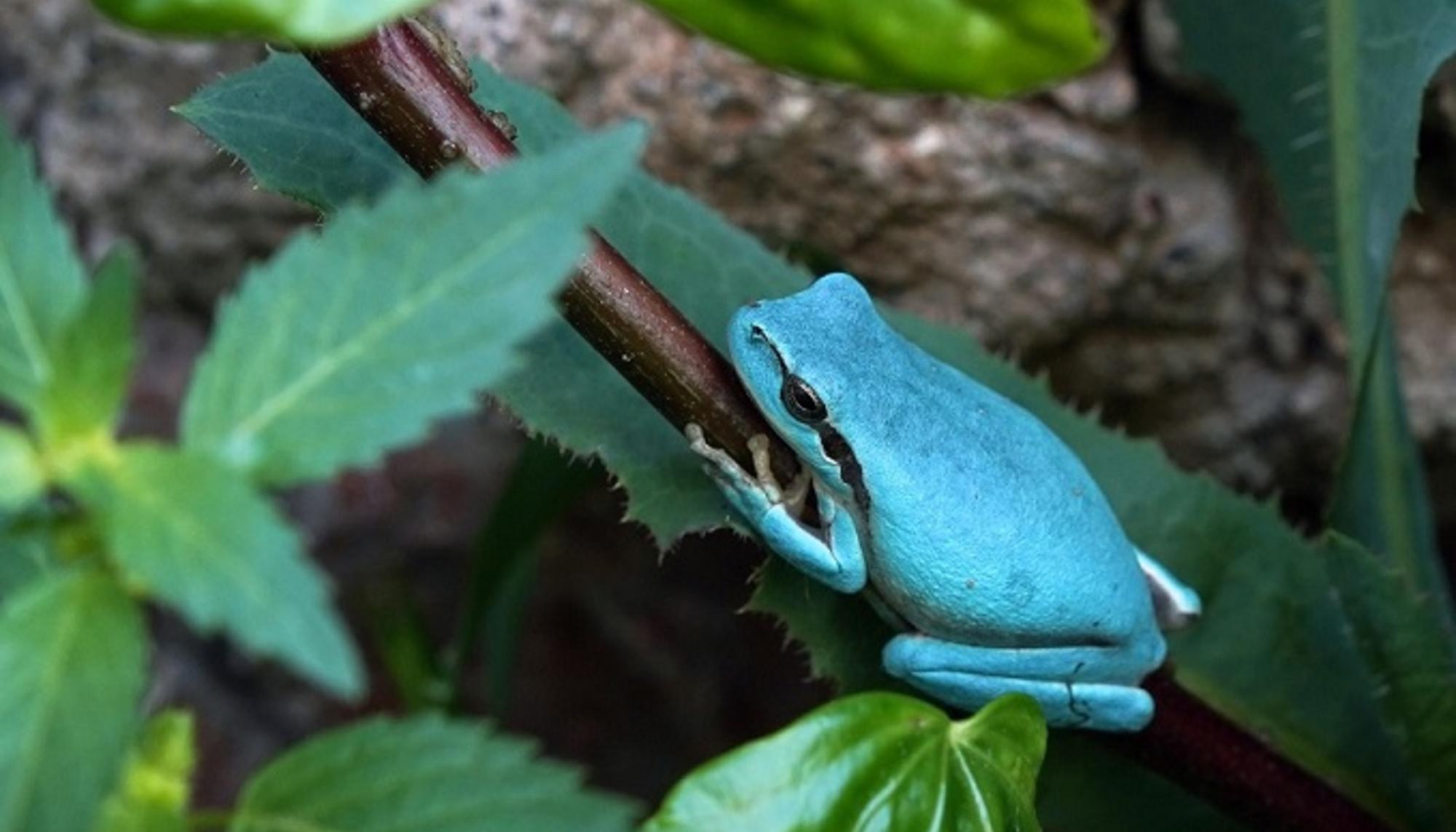 Rana, sapo. Hyla. meridiolali, mutación azul 2