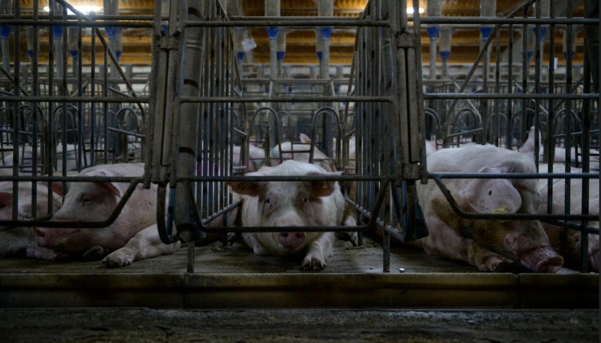 Cambiar nuestra relación con otras especies