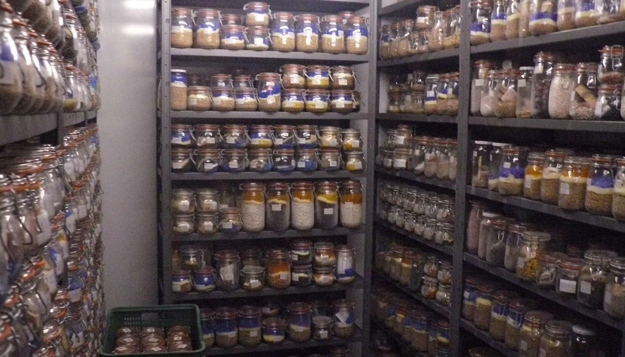 Interior de una de las cámaras frigoríficas de semillas