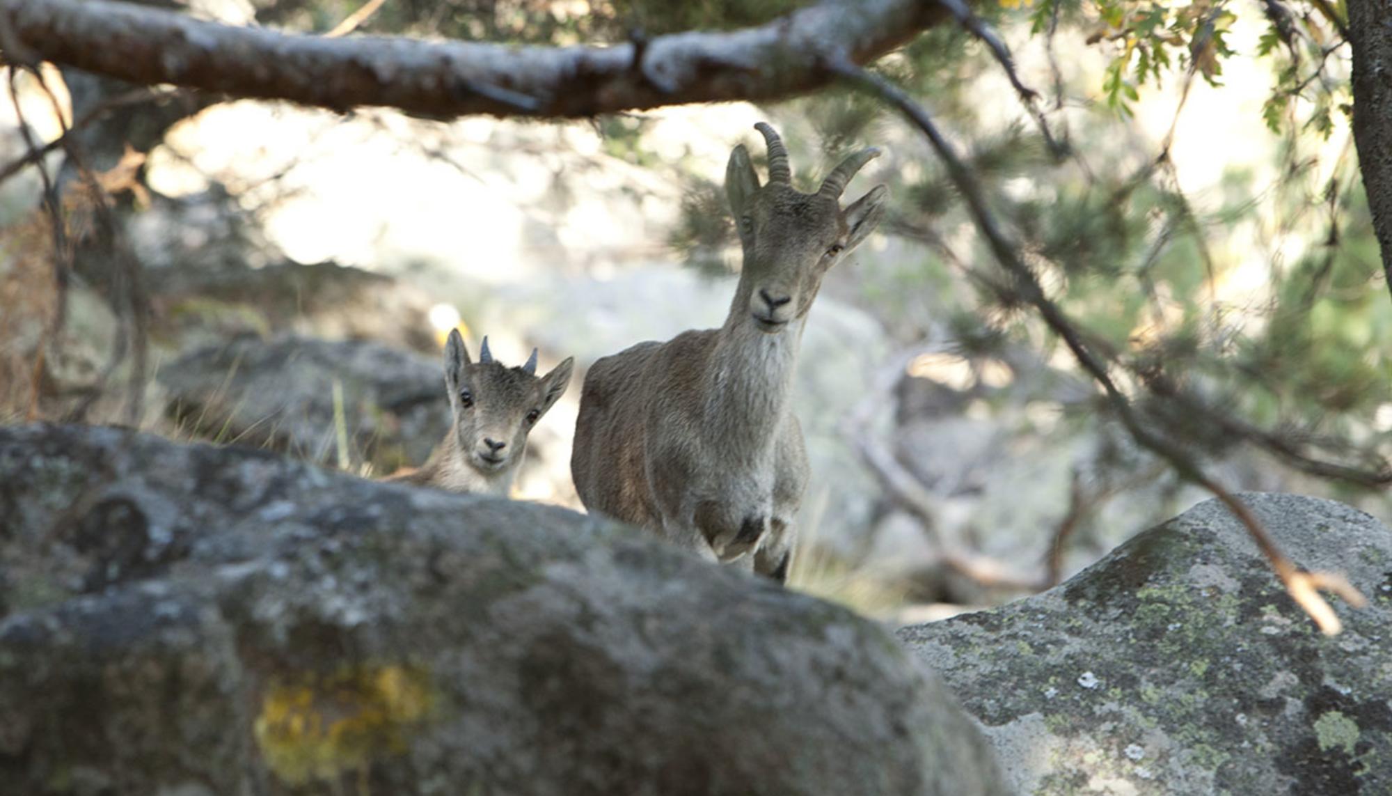 Cabras en la Sierra de Guadarrama.