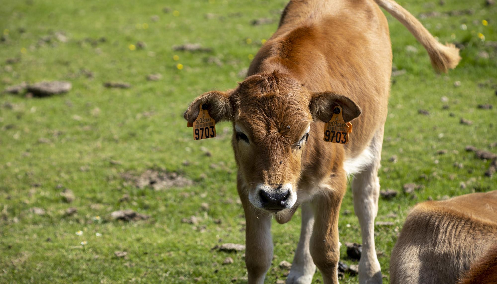 Ganado vacas asturianas