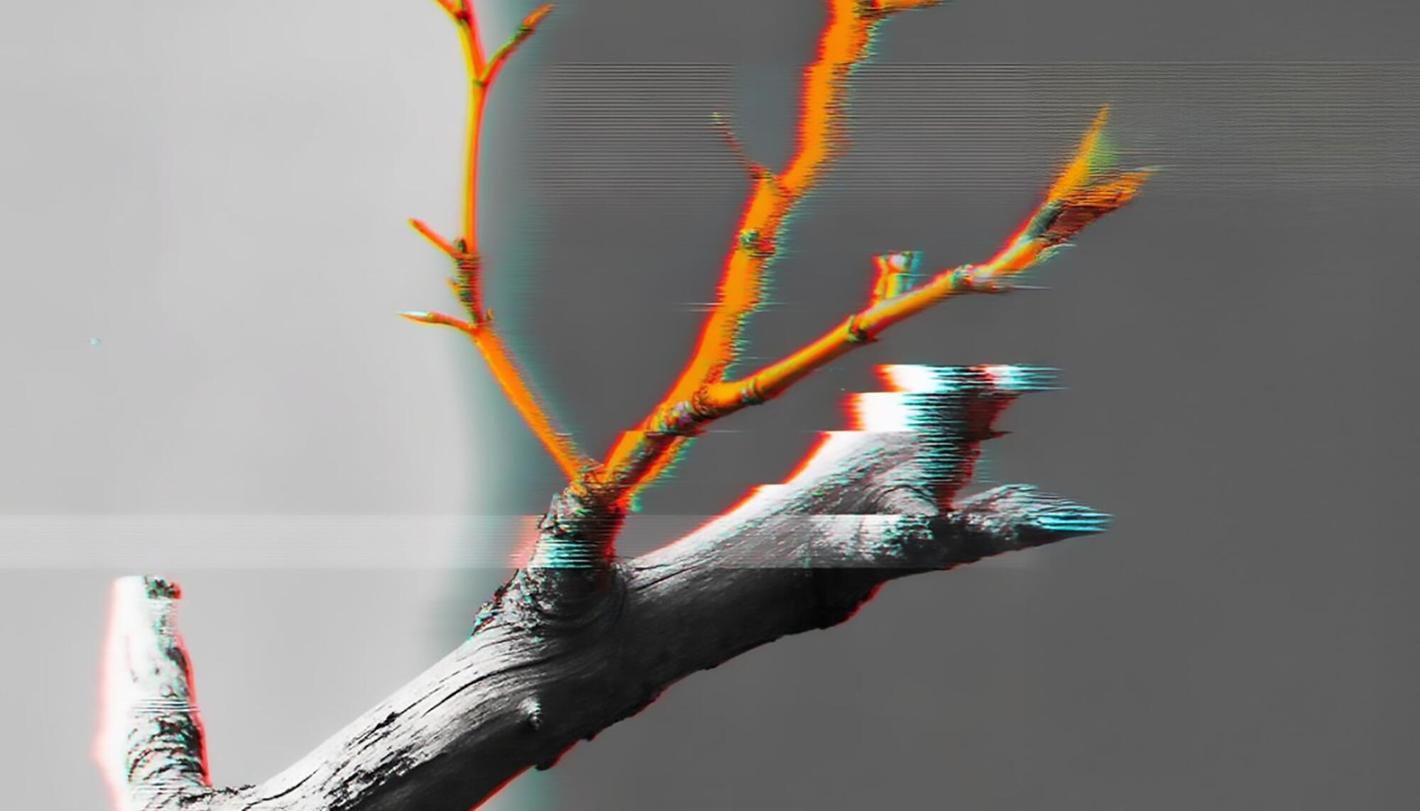 Injerto 01