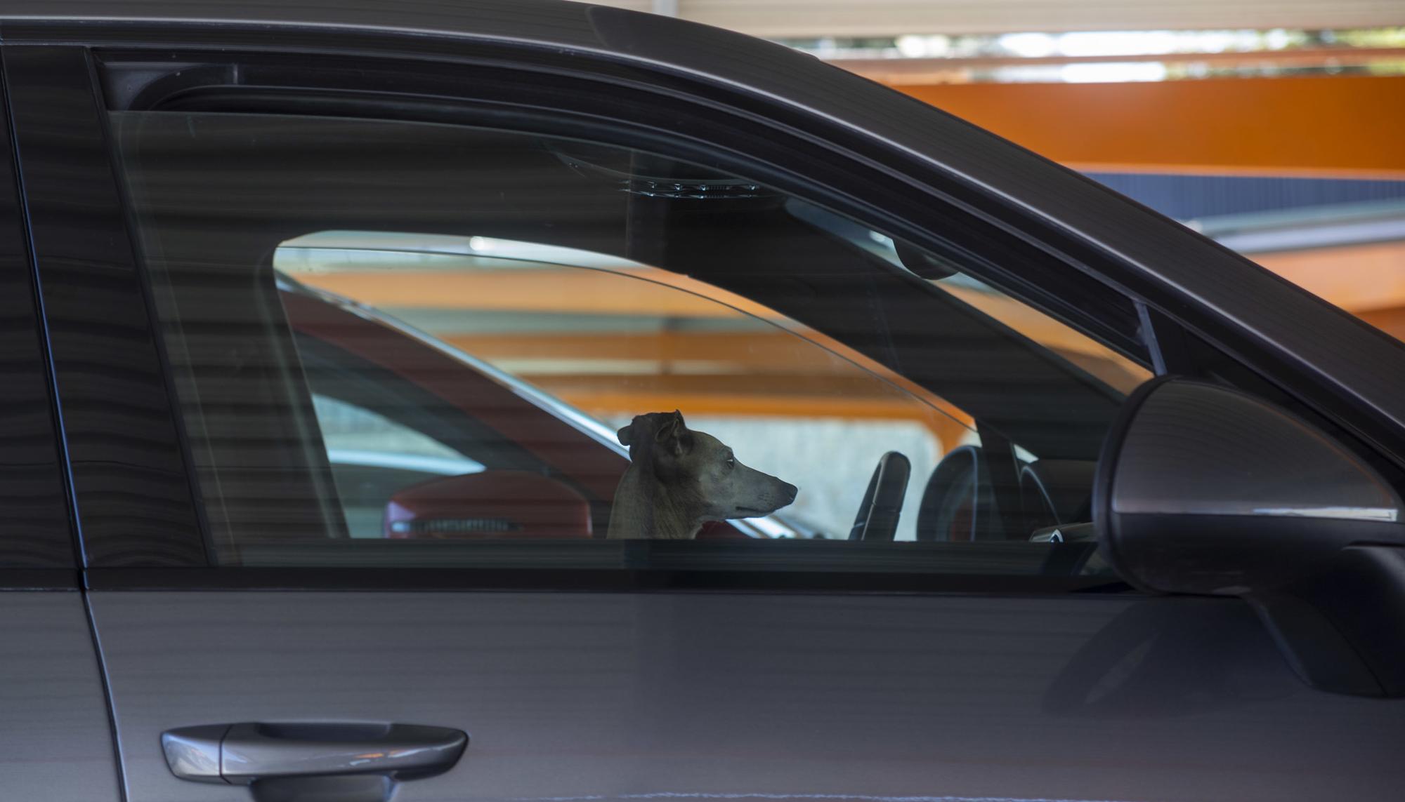 Perro en un coche ley bienestar animal