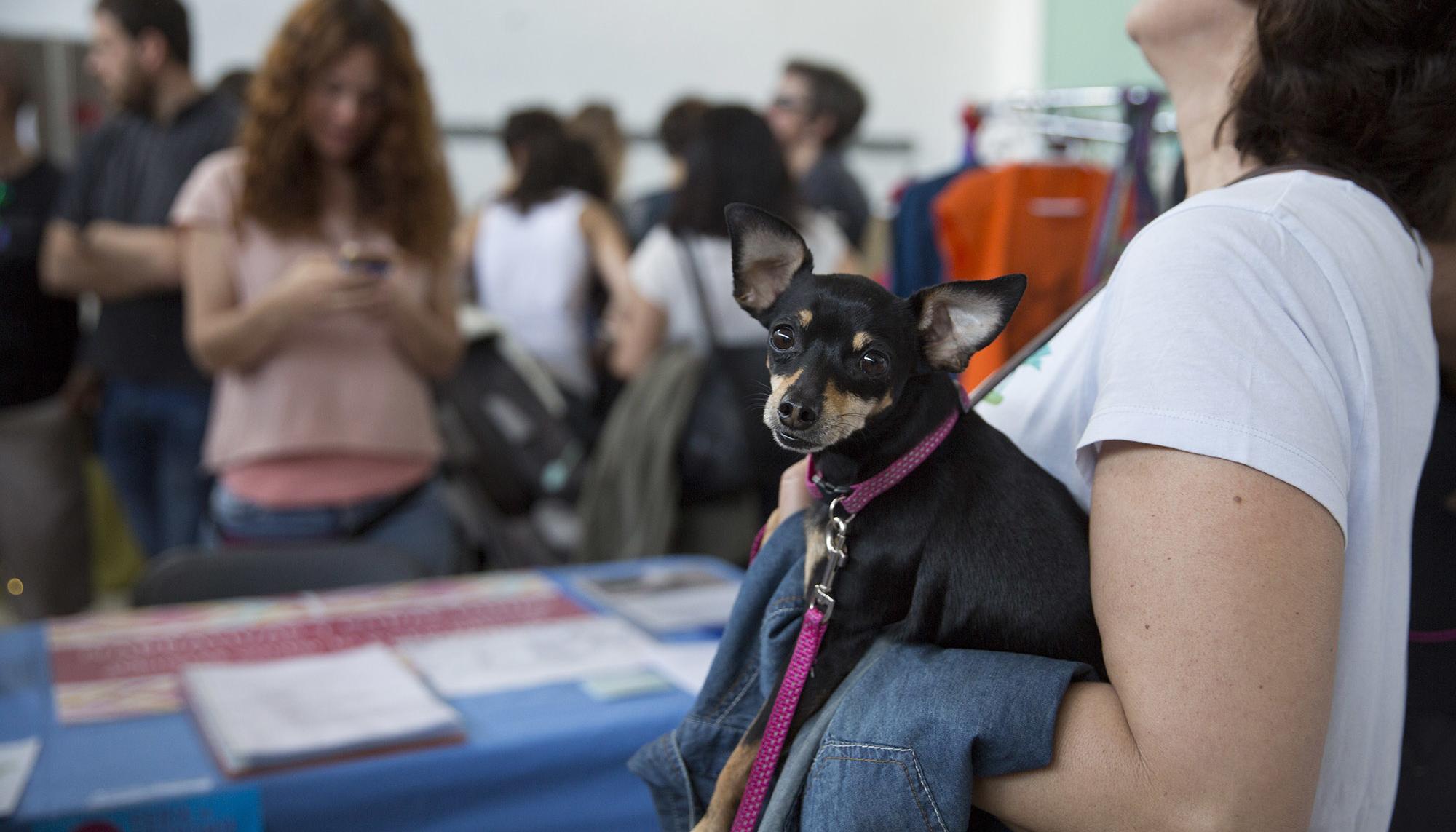 Perro vegano