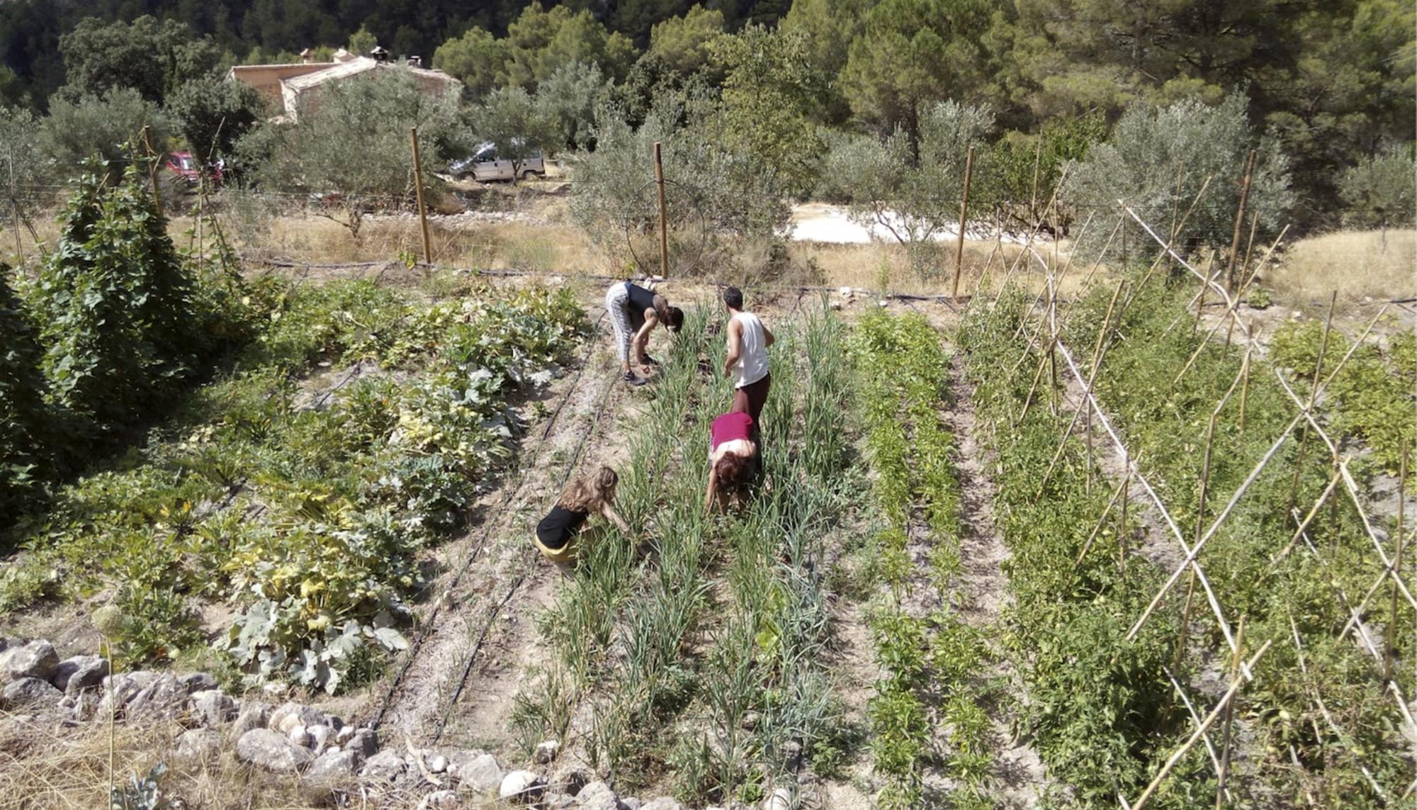 Faenas agrícolas Más del Bunyolero y Mas del Cant del Carabo