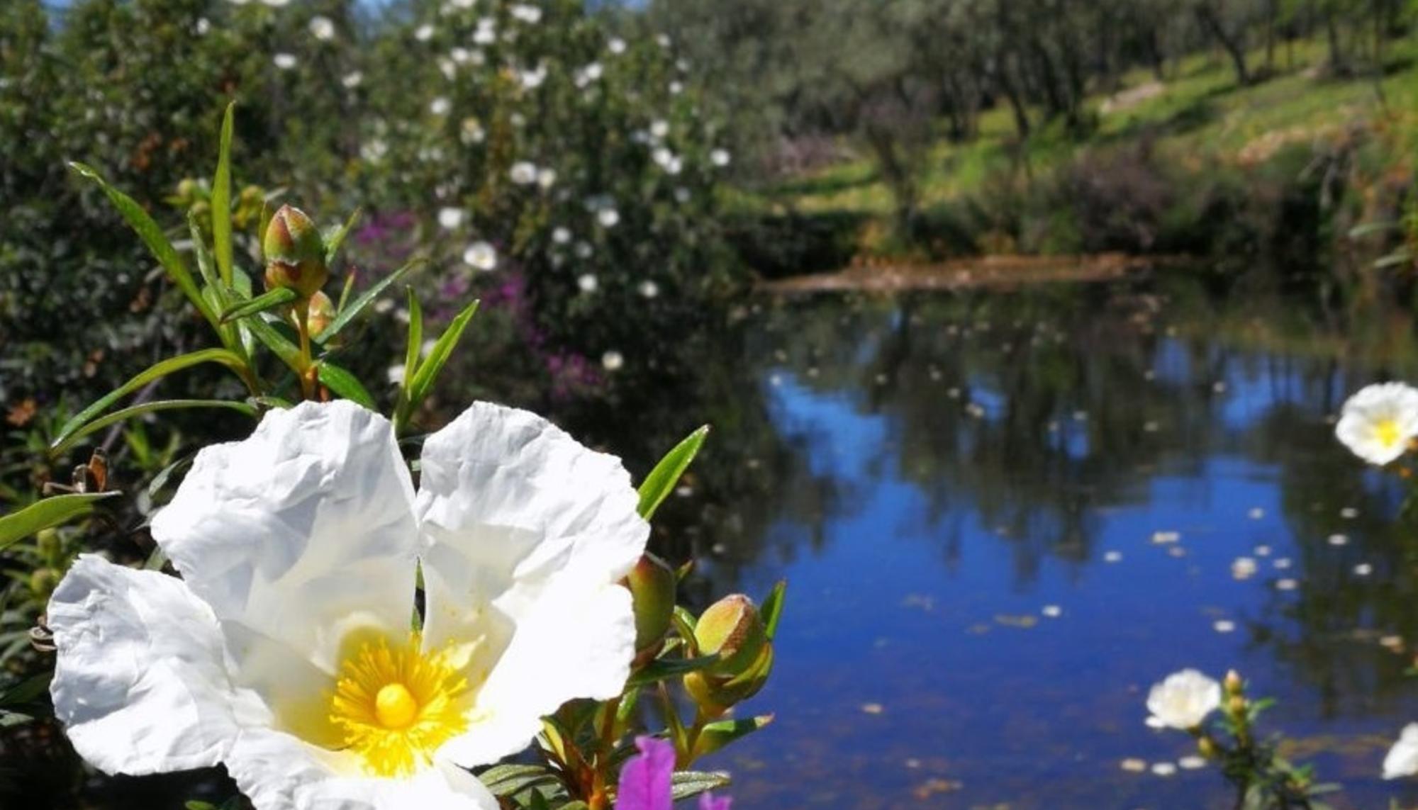 Sierra de la mosca 3