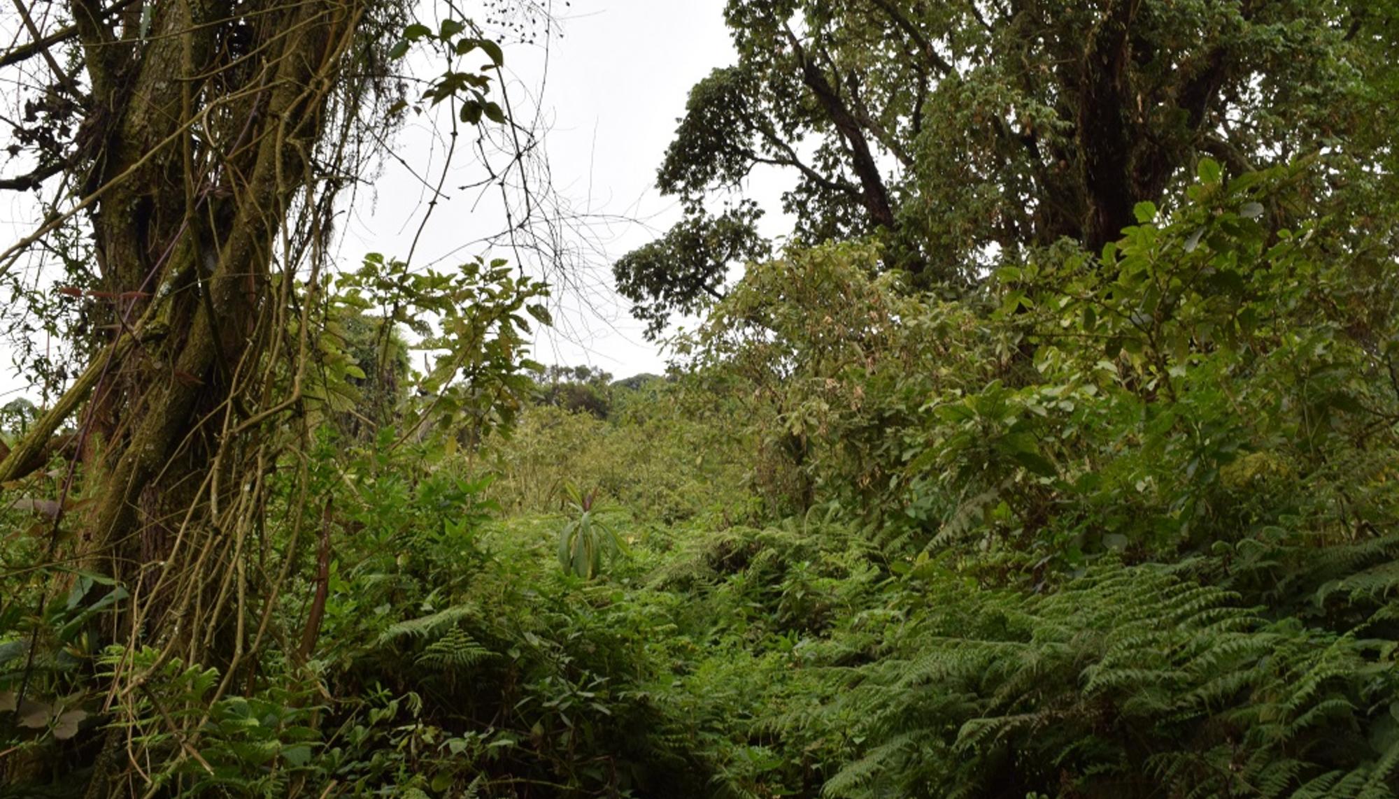 Selva Ruanda 2