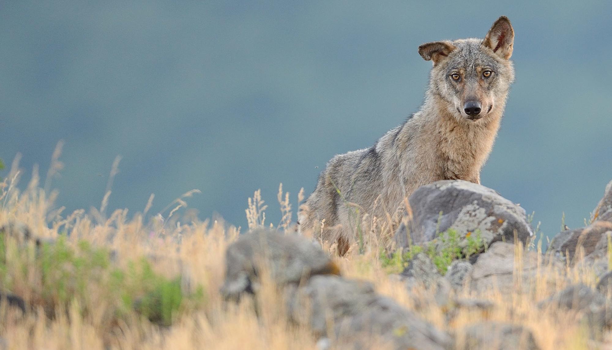 lobo rewilding europe