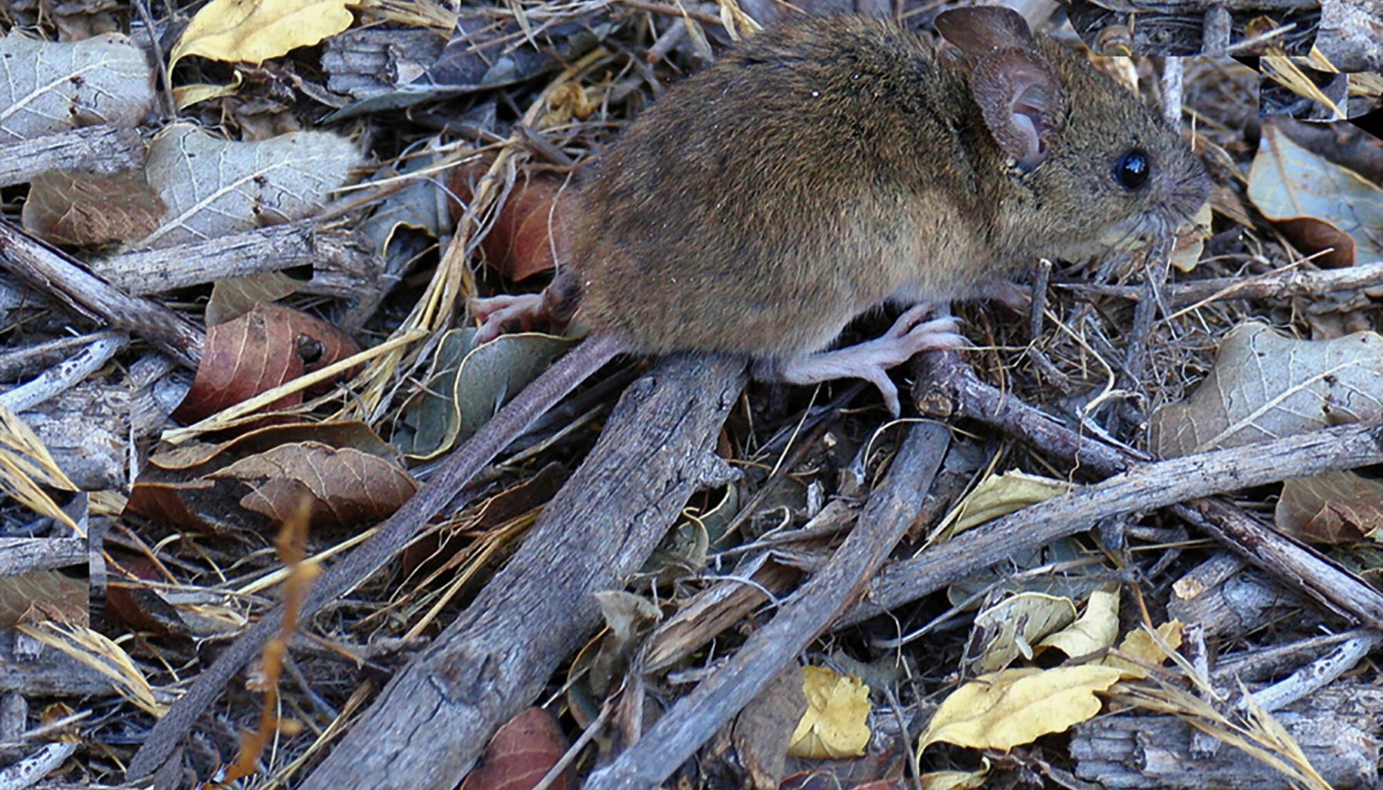 Ratón Colilarga