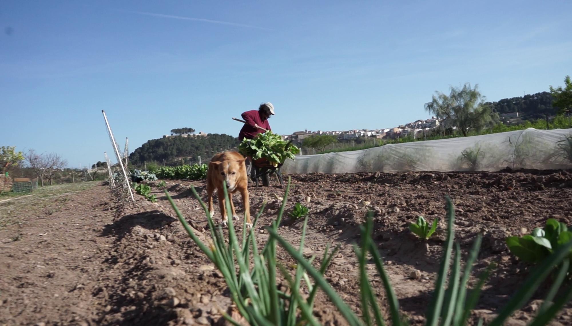 Mireia trabaja su huerta cerca de Segorbe, capital del Alt Palància