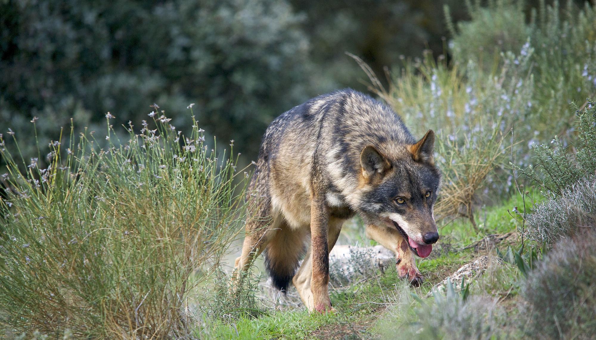 Lobo Iberico