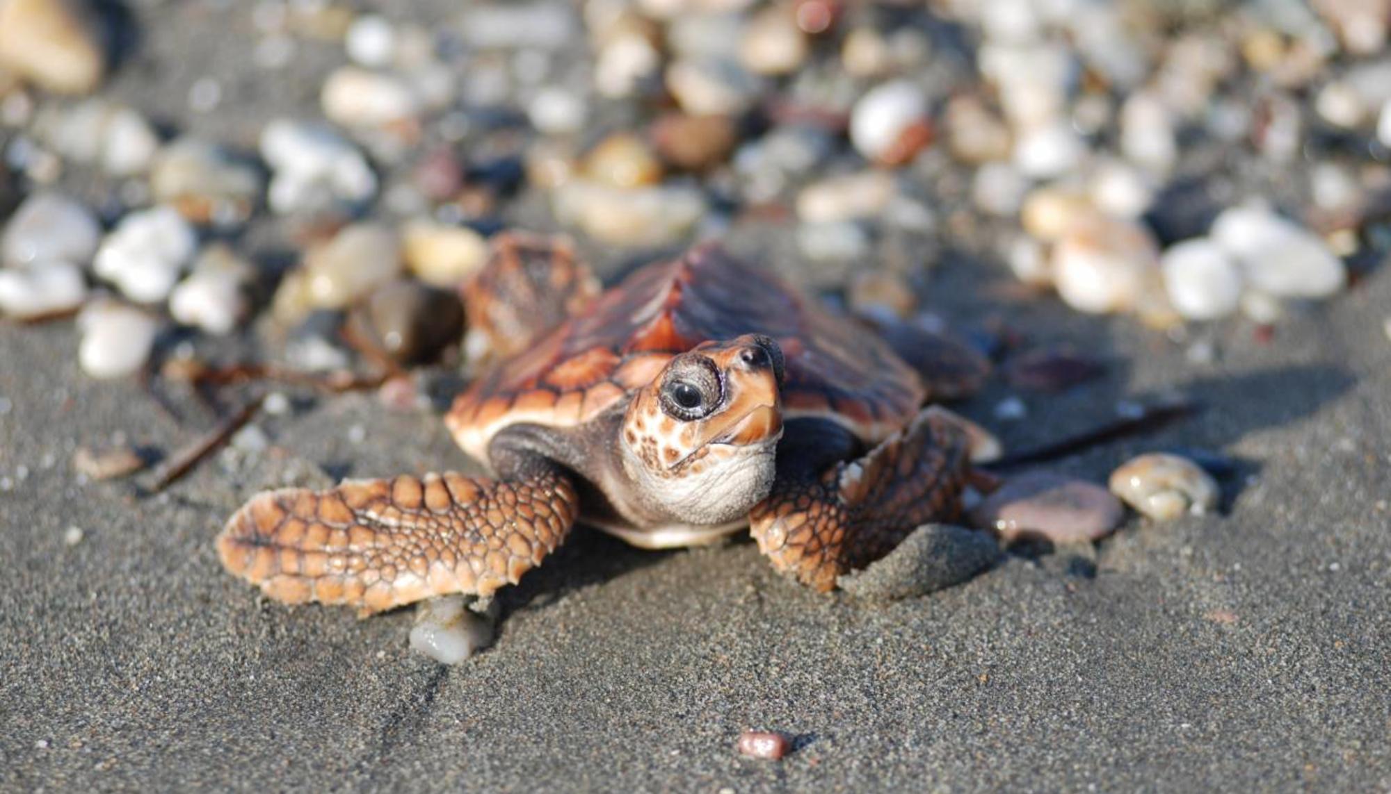 tortuga boba caretta caretta