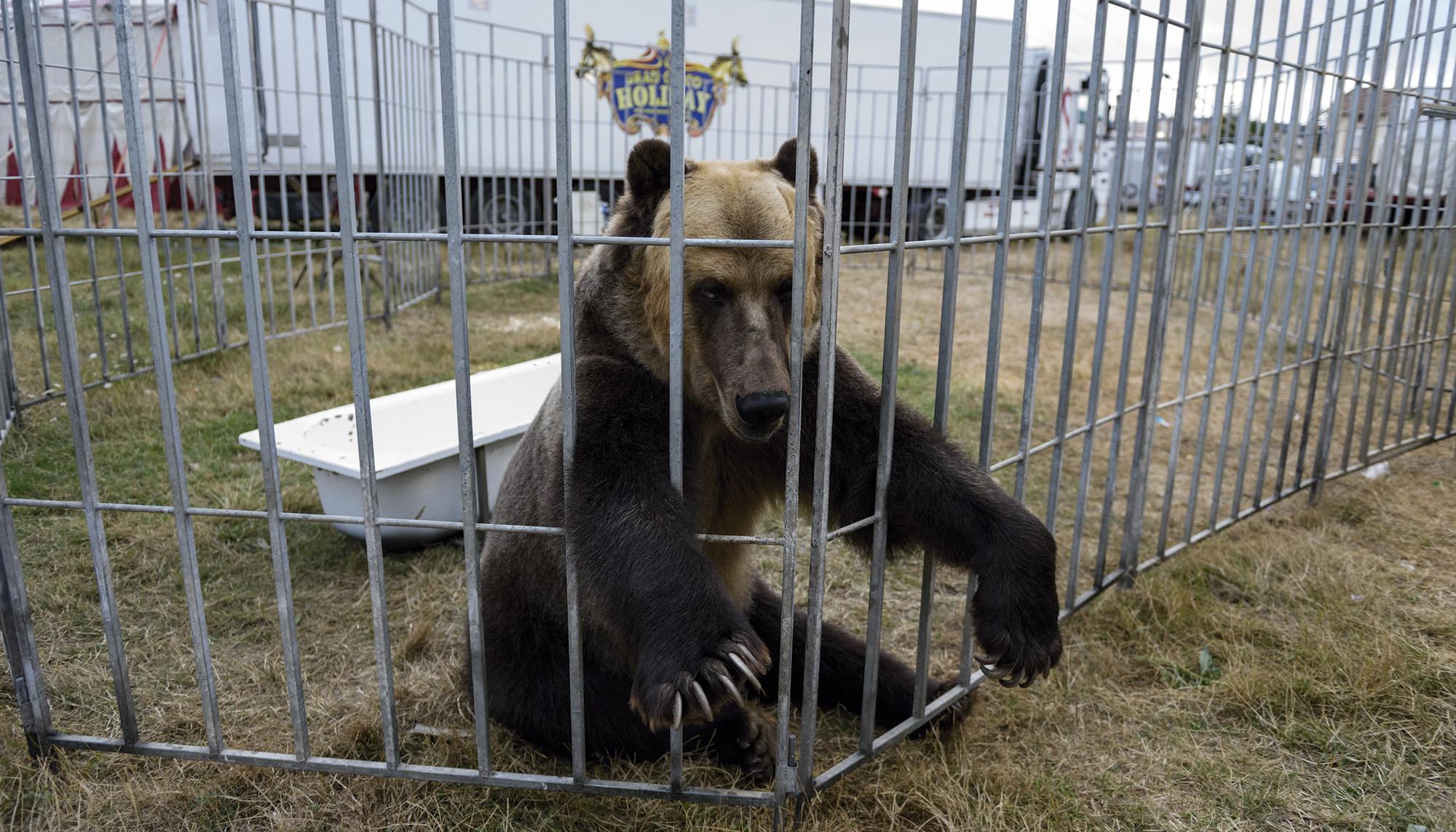 Infoanimal. Oso encerrado, explotado en el circo.