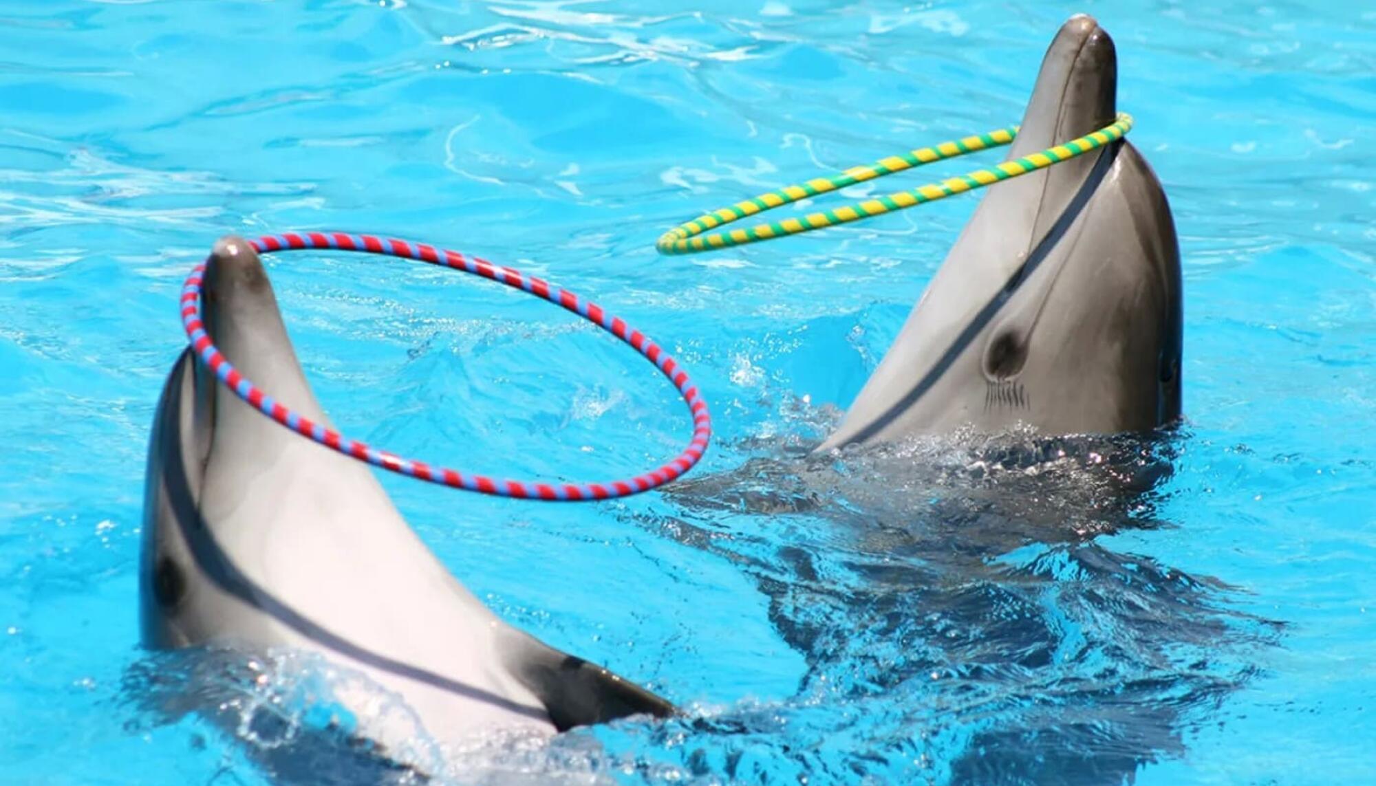 Delfines en acuario