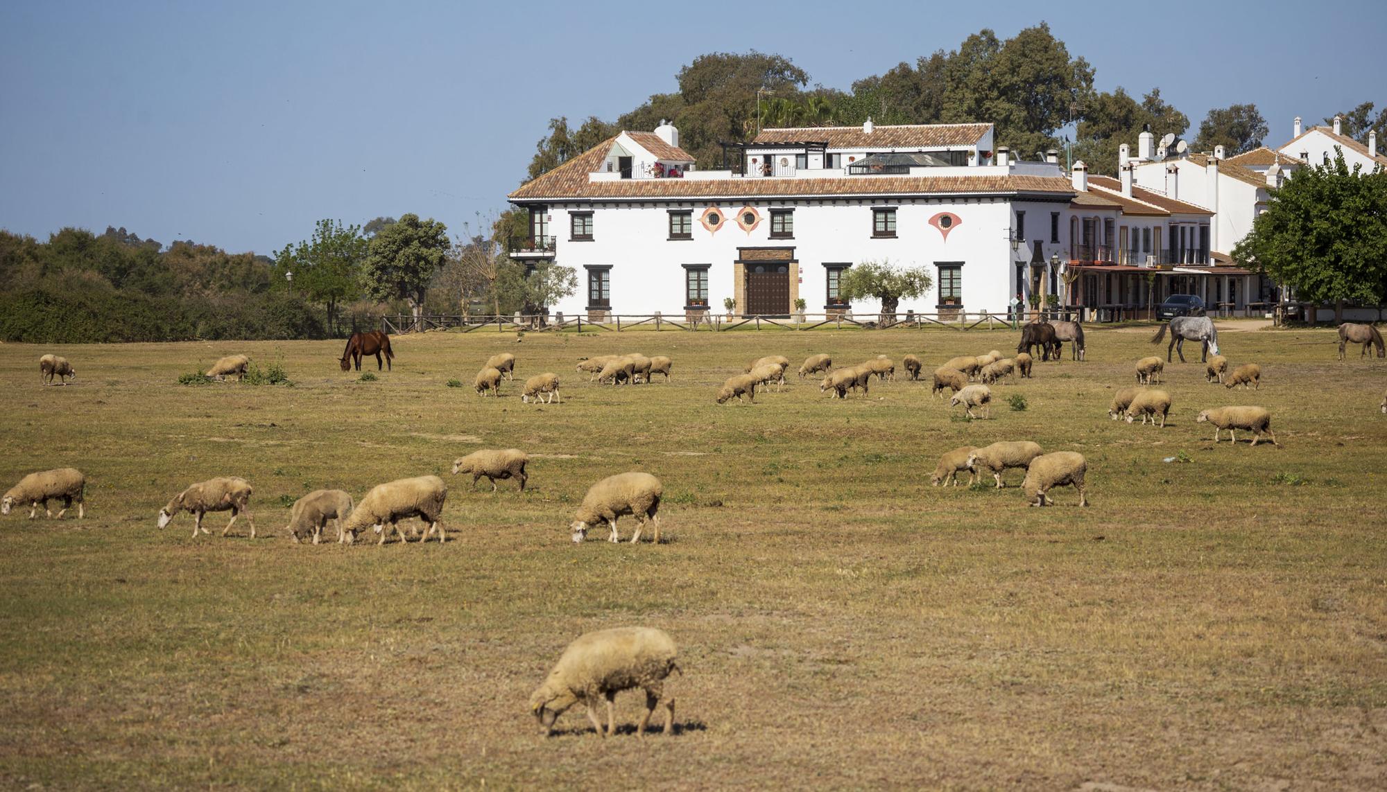 Doñana Abril 2023 - 7