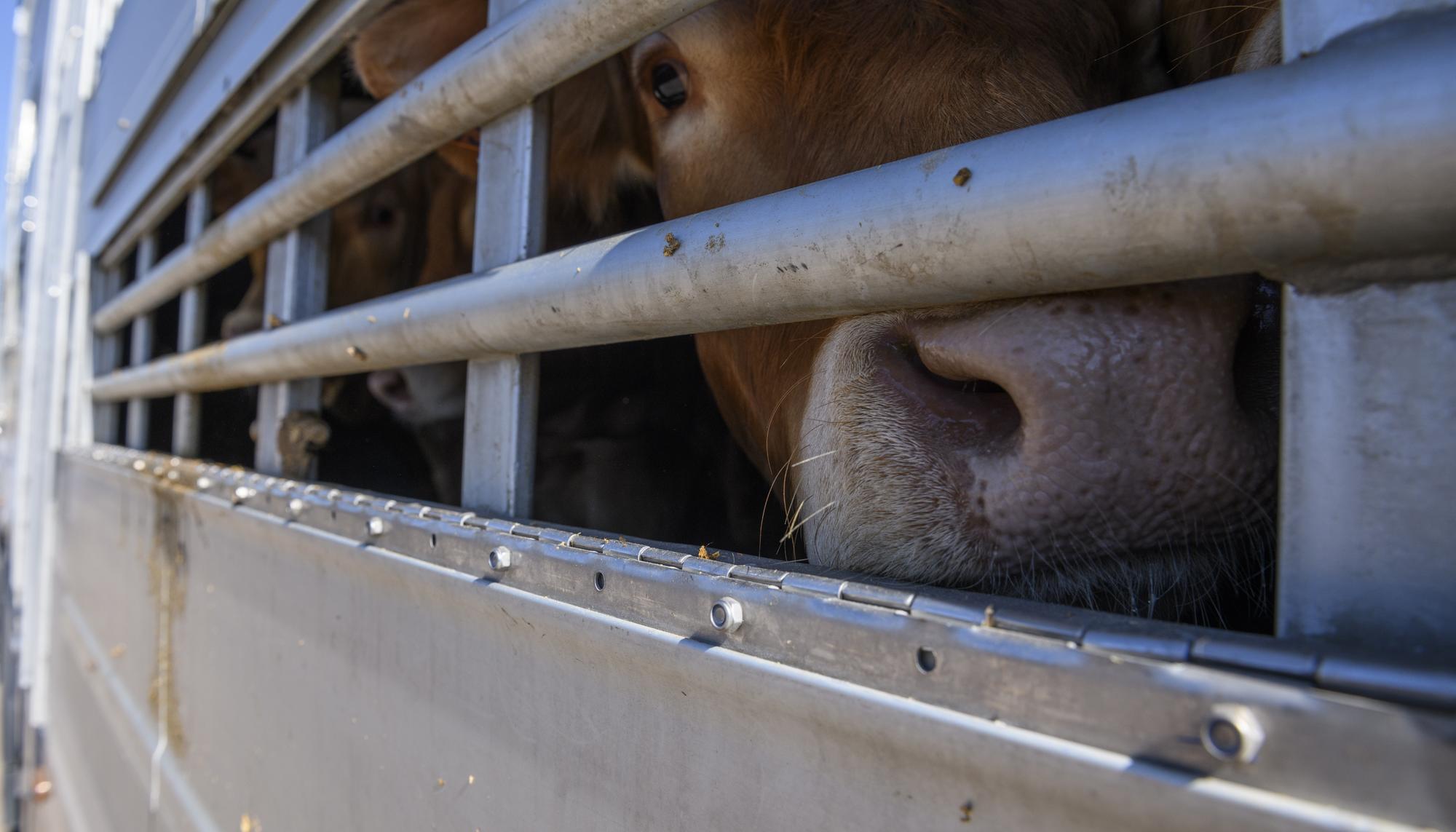 Vacas transportadas en camión.