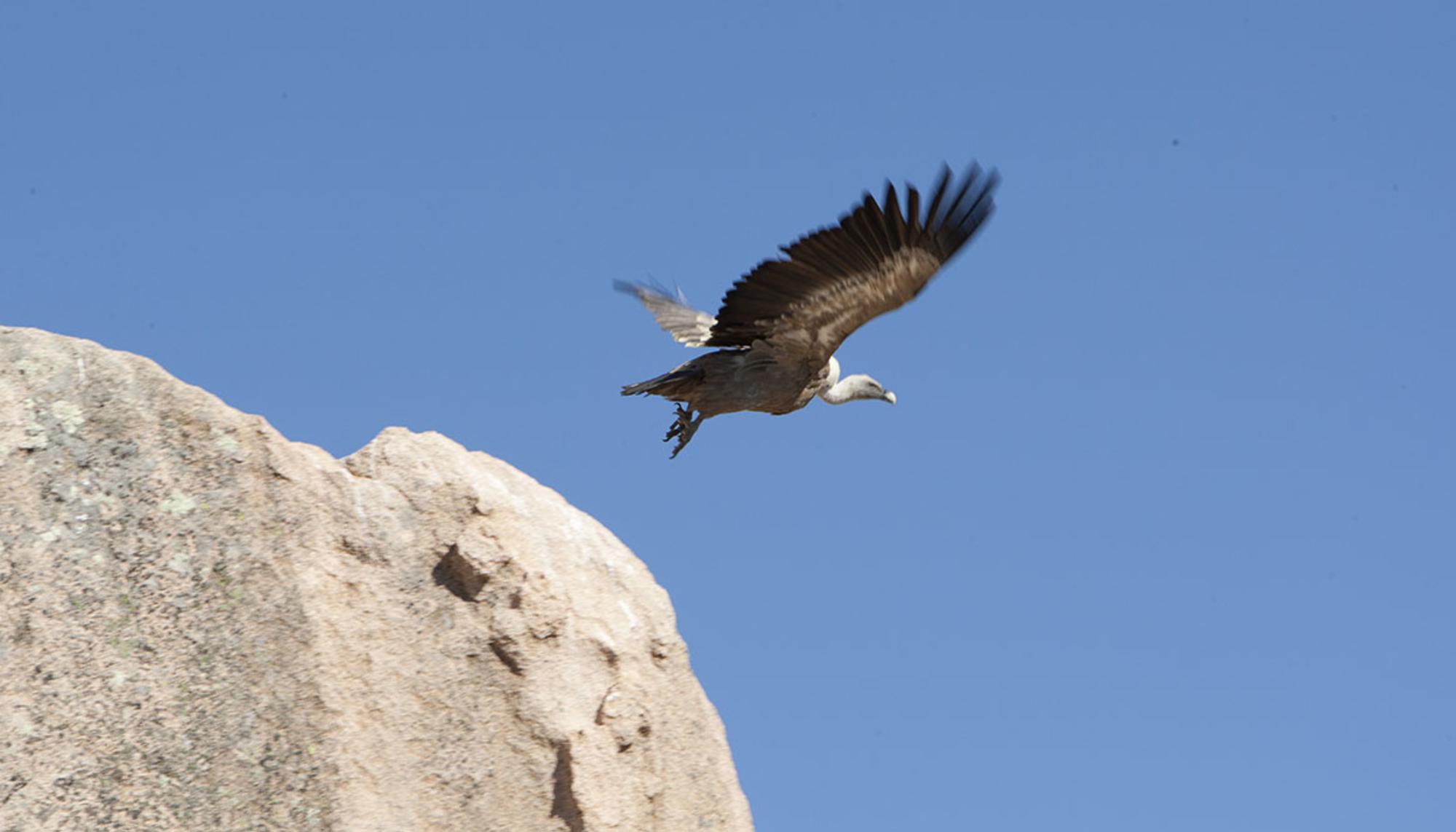 Rapaces en la Sierra de Guadarrama.