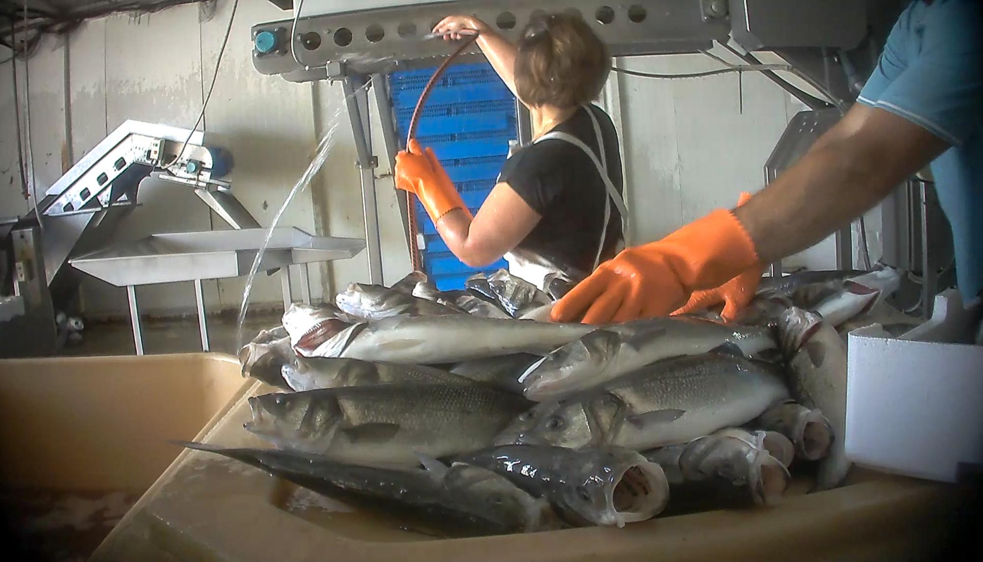 Peces mueren sufriendo