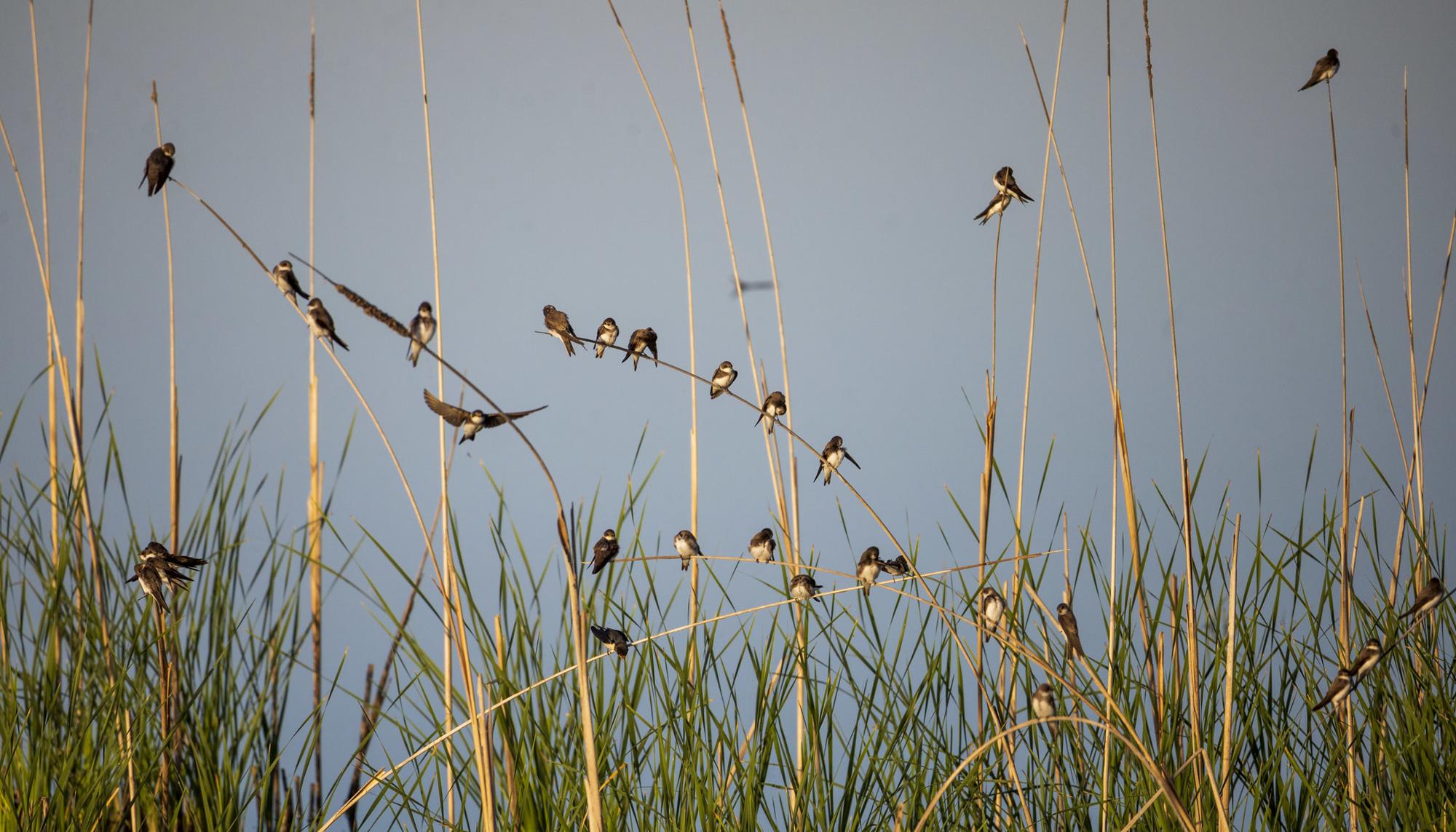 Doñana Abril 2023 - 5