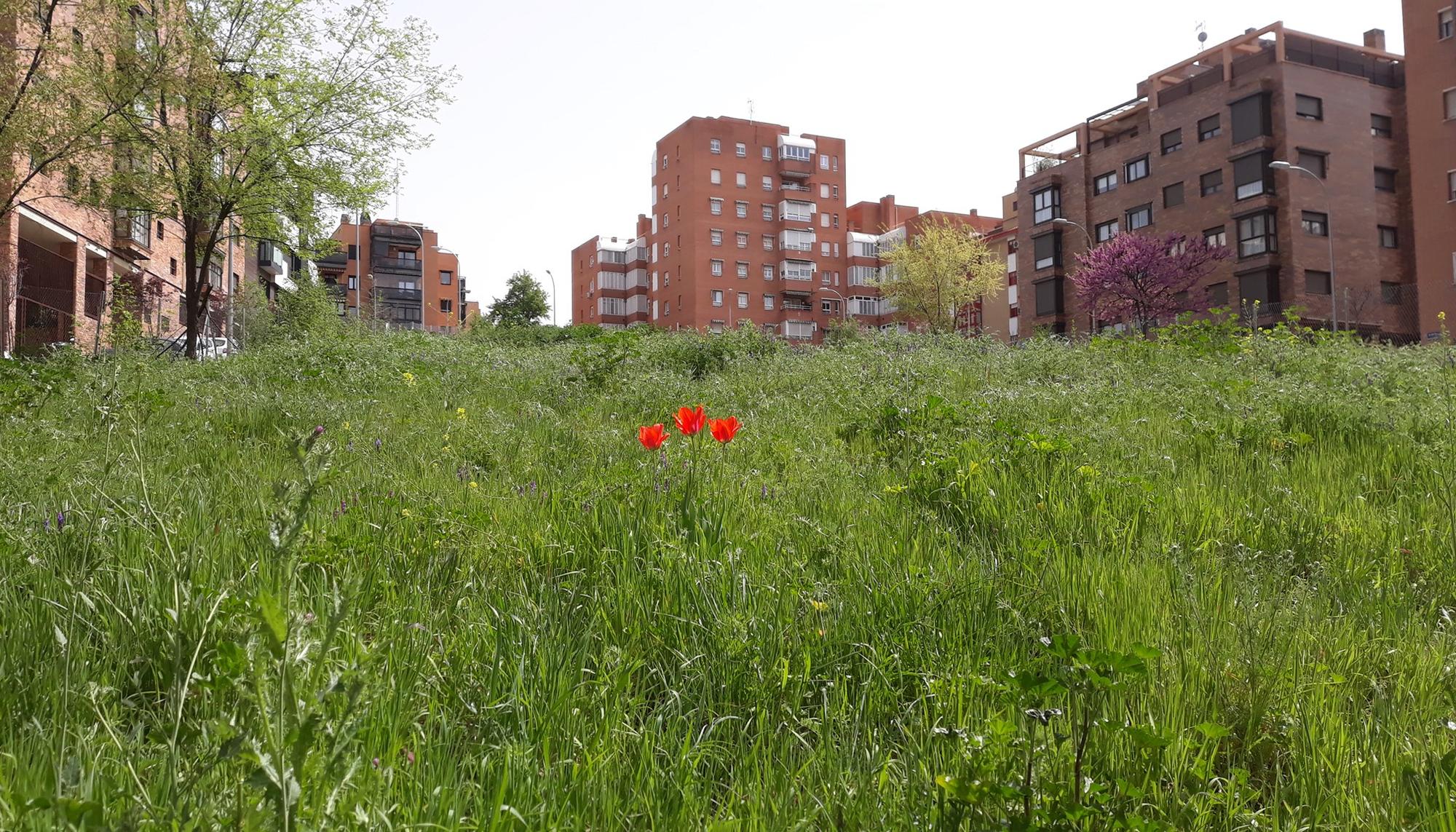 Tulipanes