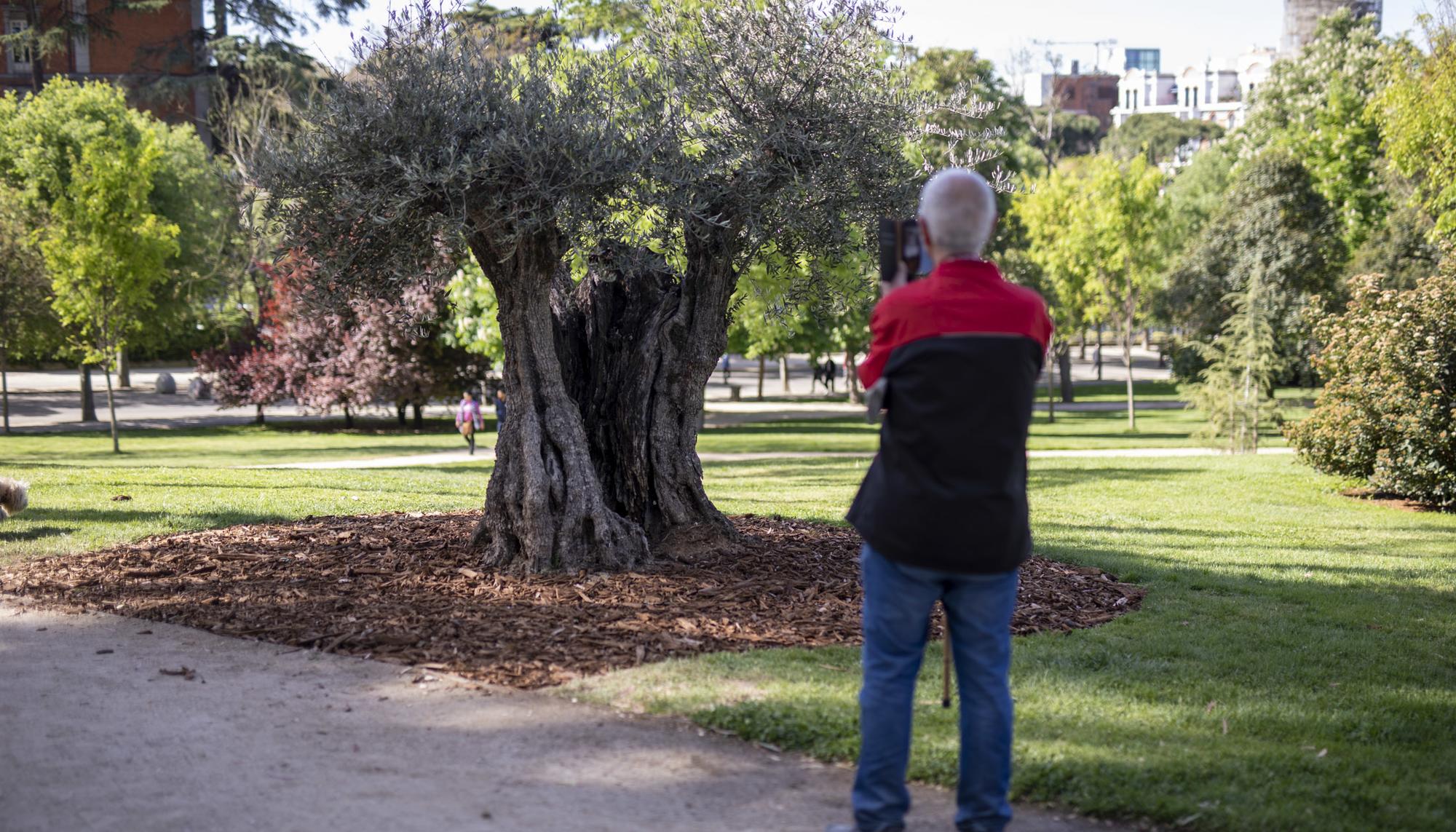 Olivo centenario Retiro 1