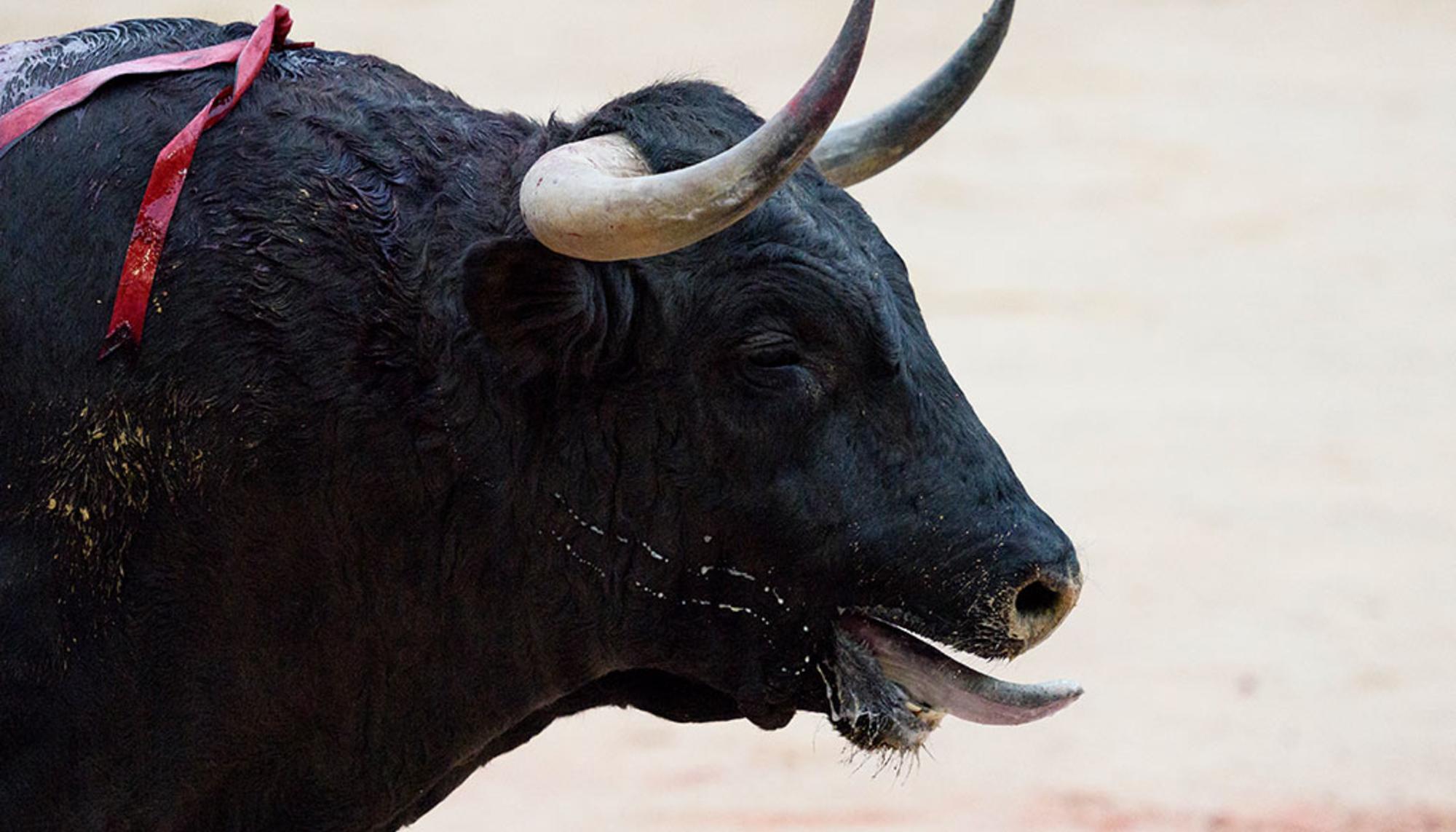 Toro perdiendo sangre en la plaza