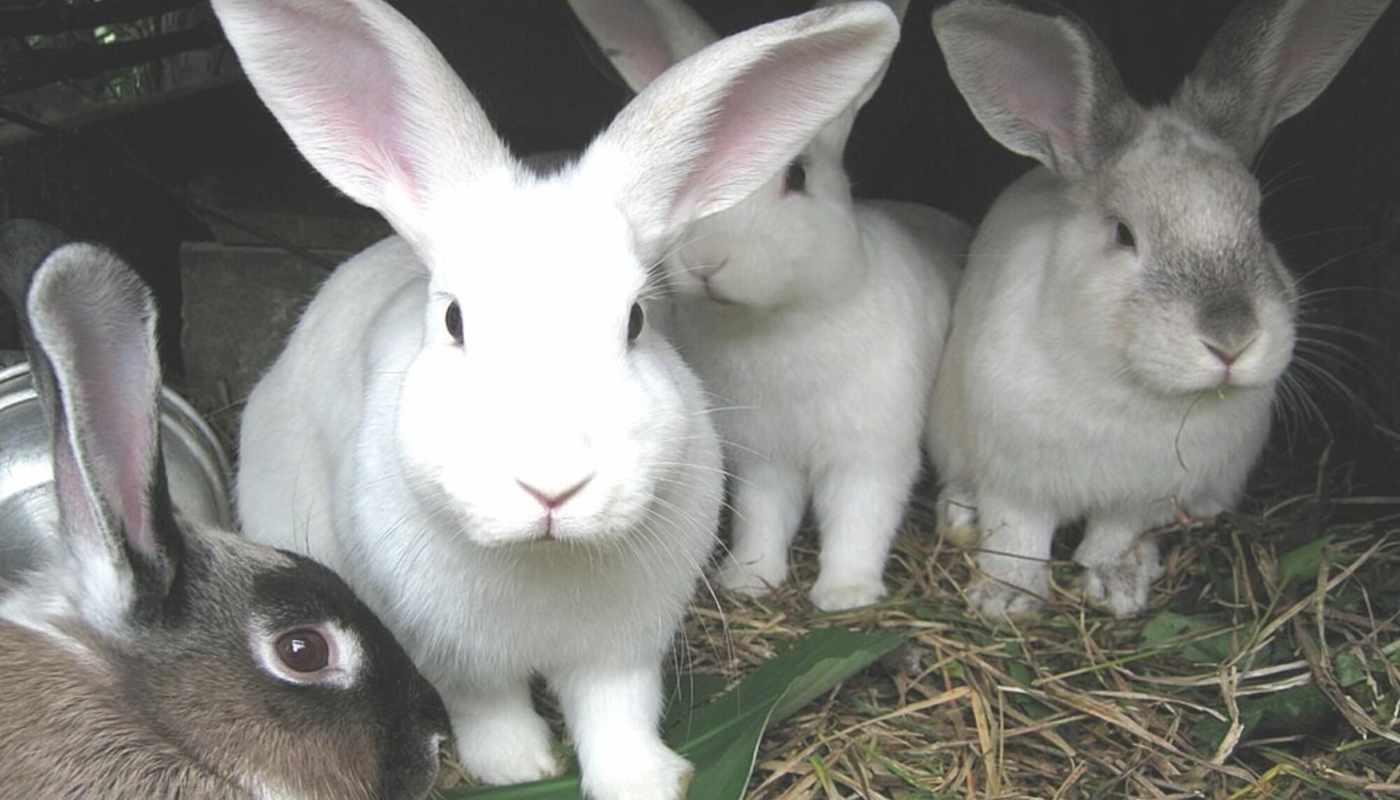 Conejos