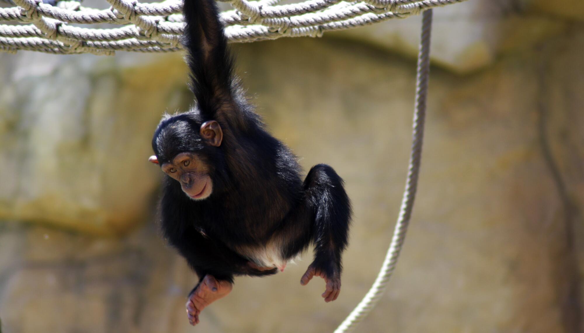 Chimpancé.