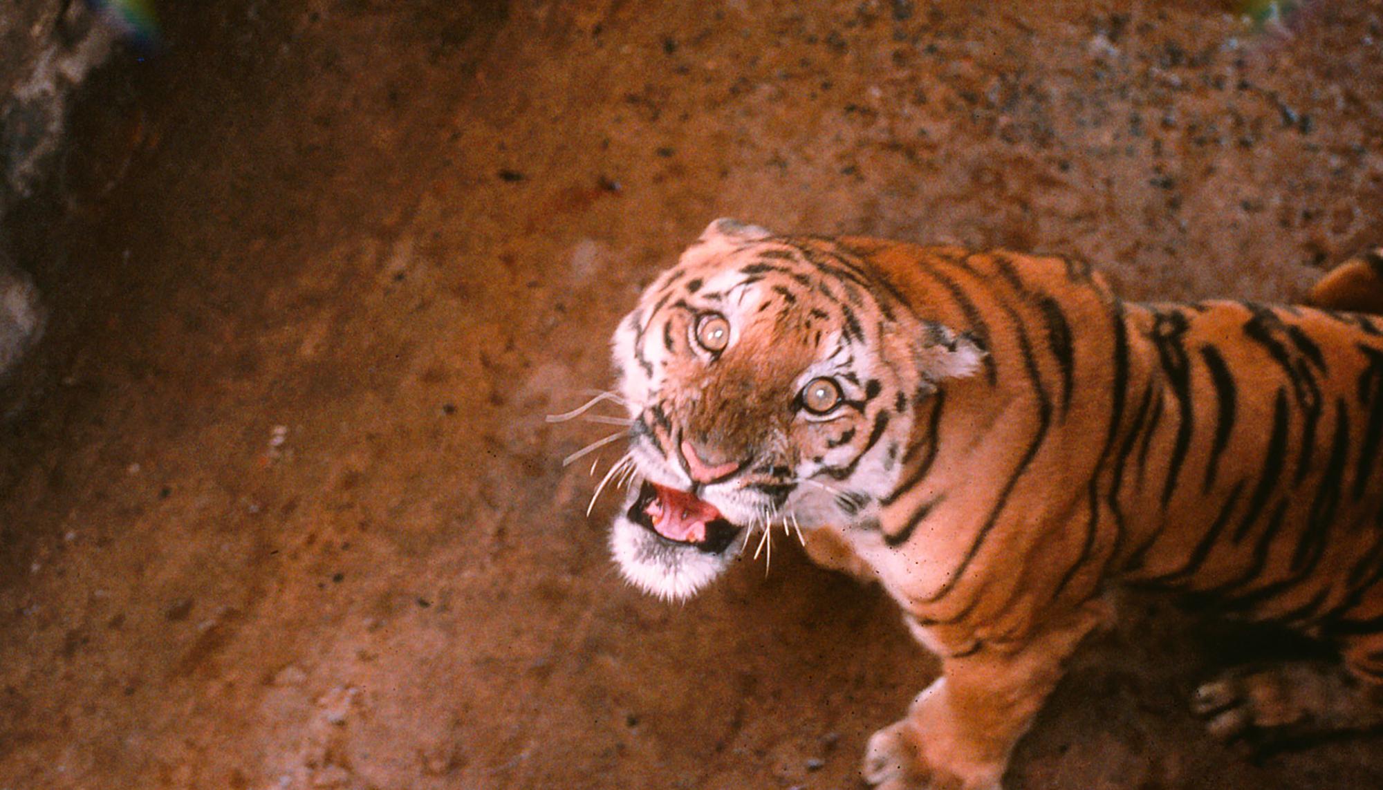 Tigres Sundarbans 2