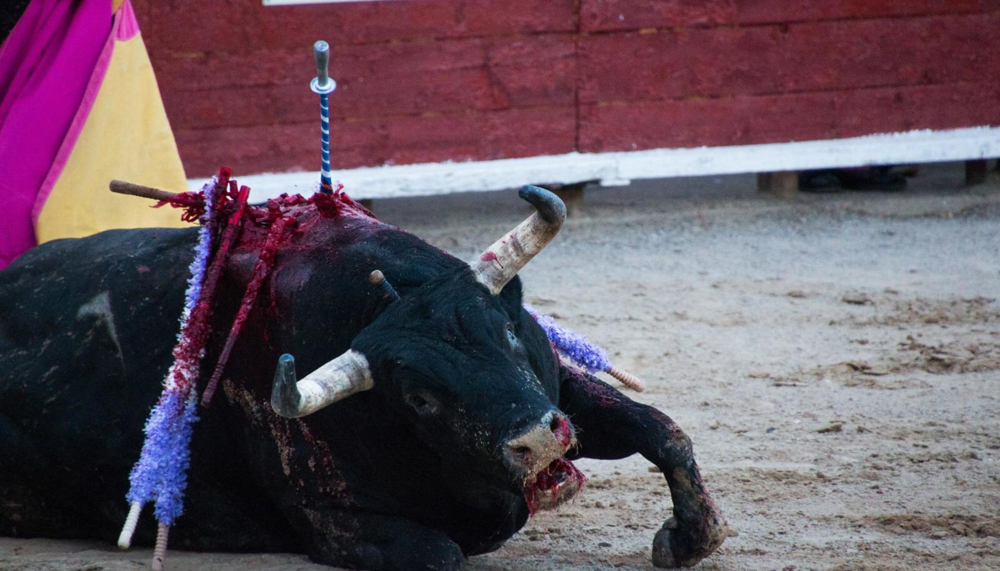 Toro muriendo