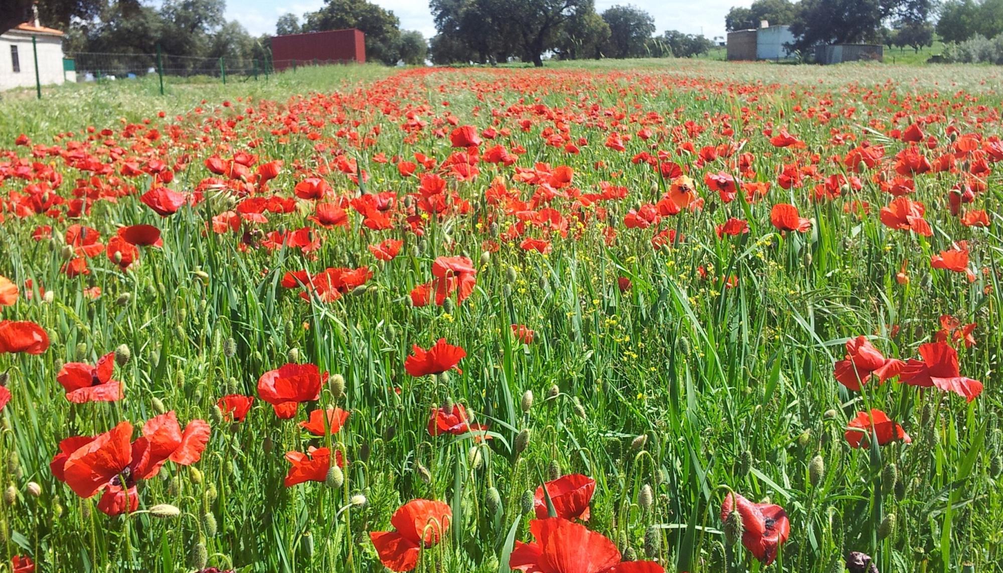 Campo amapolas