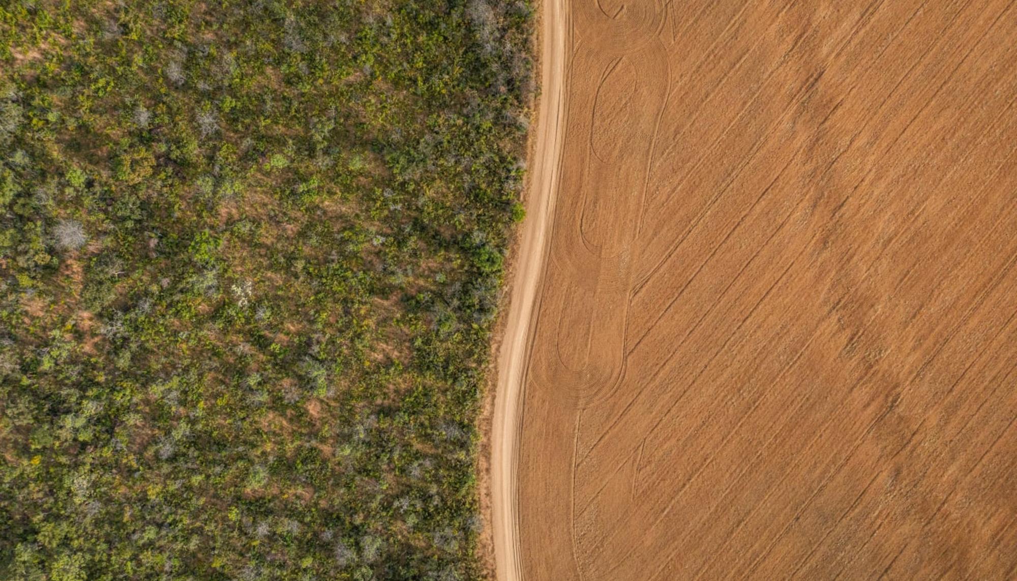 Campo de soja en la Amazonía