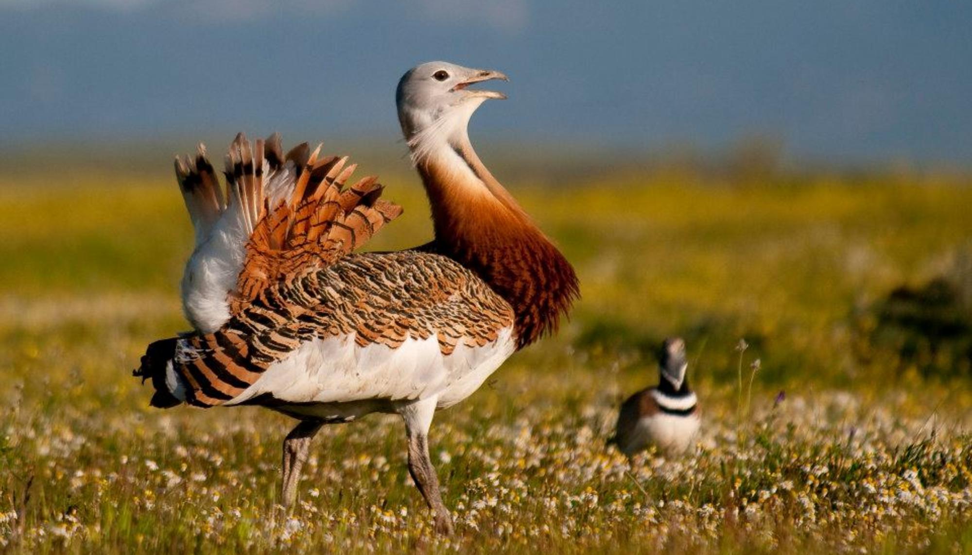 Aves esteparias
