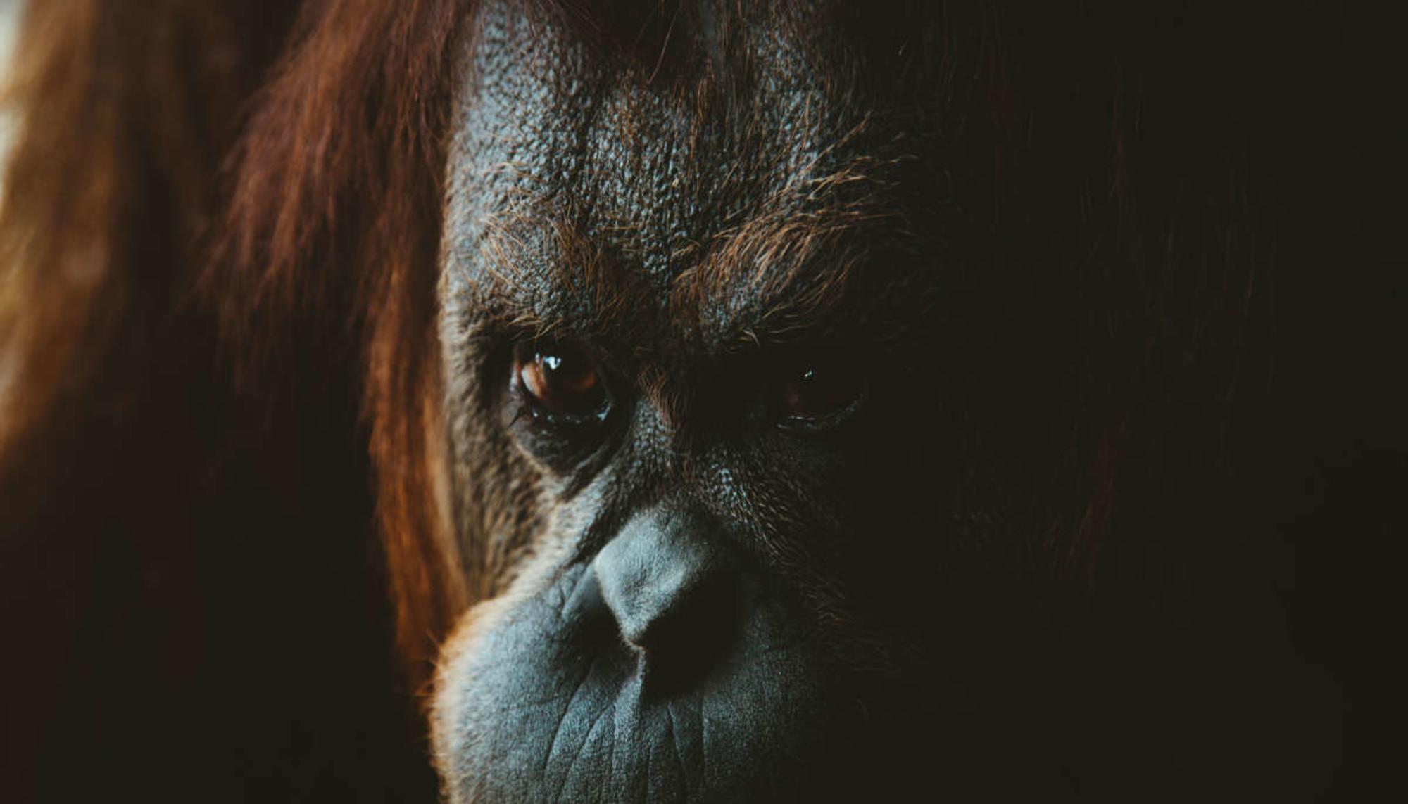 orangutan