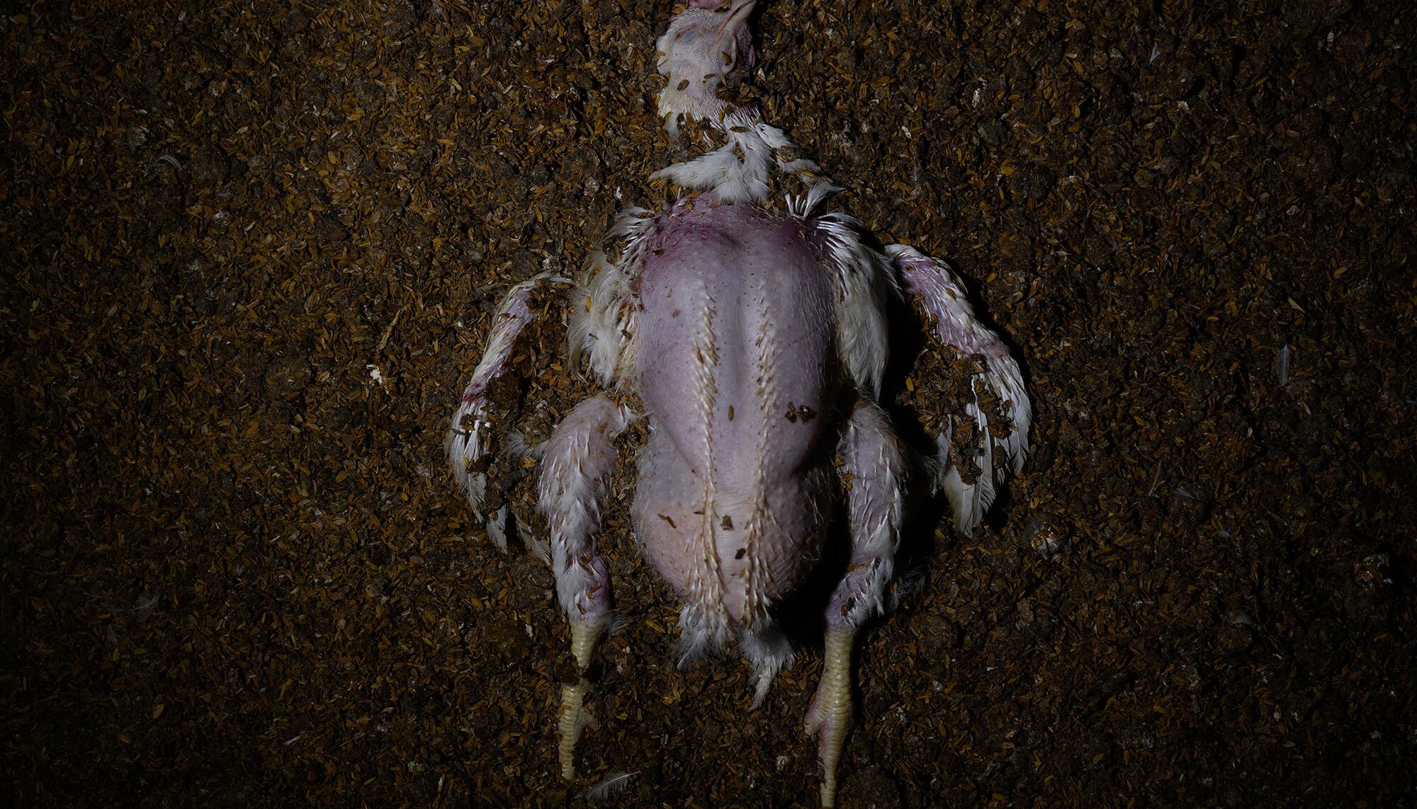 Pollo muerto macrogranja