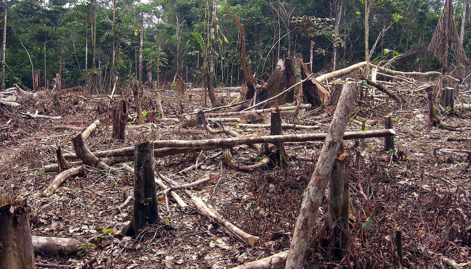 Deforestacion Amazonia