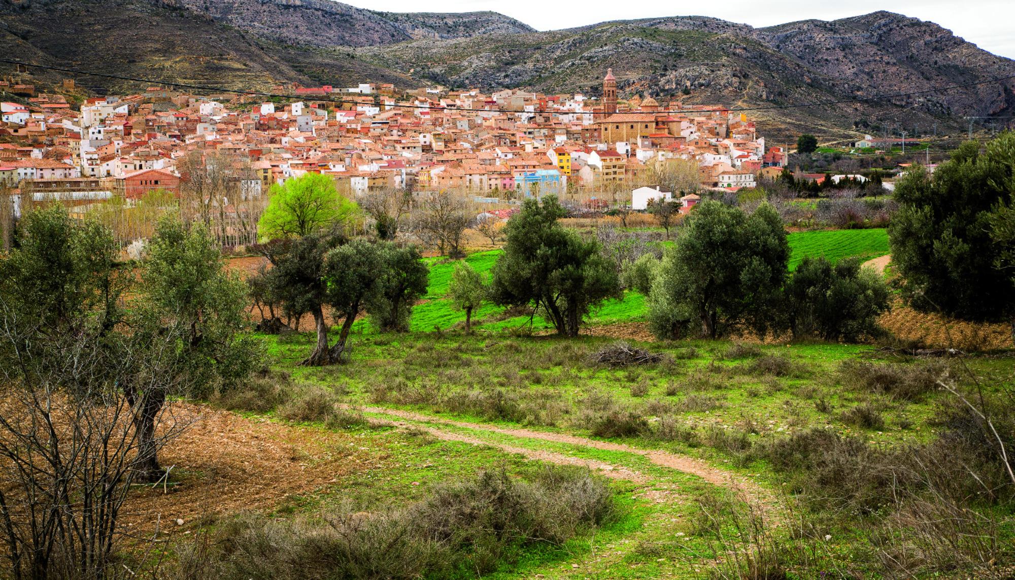 Oliete_Apadrina un olivo