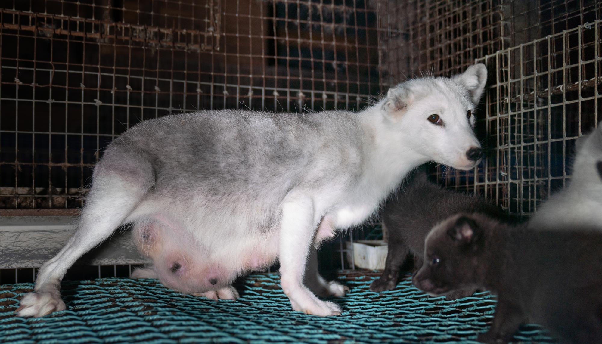 Investigación cría de animales para peletería