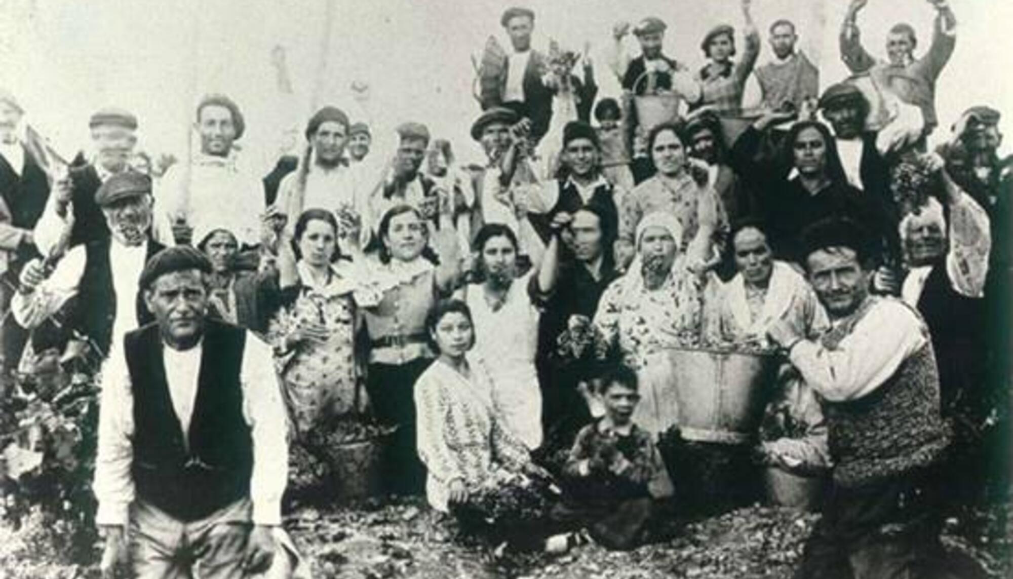 Colectividad Libre de Mas de las Matas (Teruel) en plena vendimia de 1936 o 1937 
