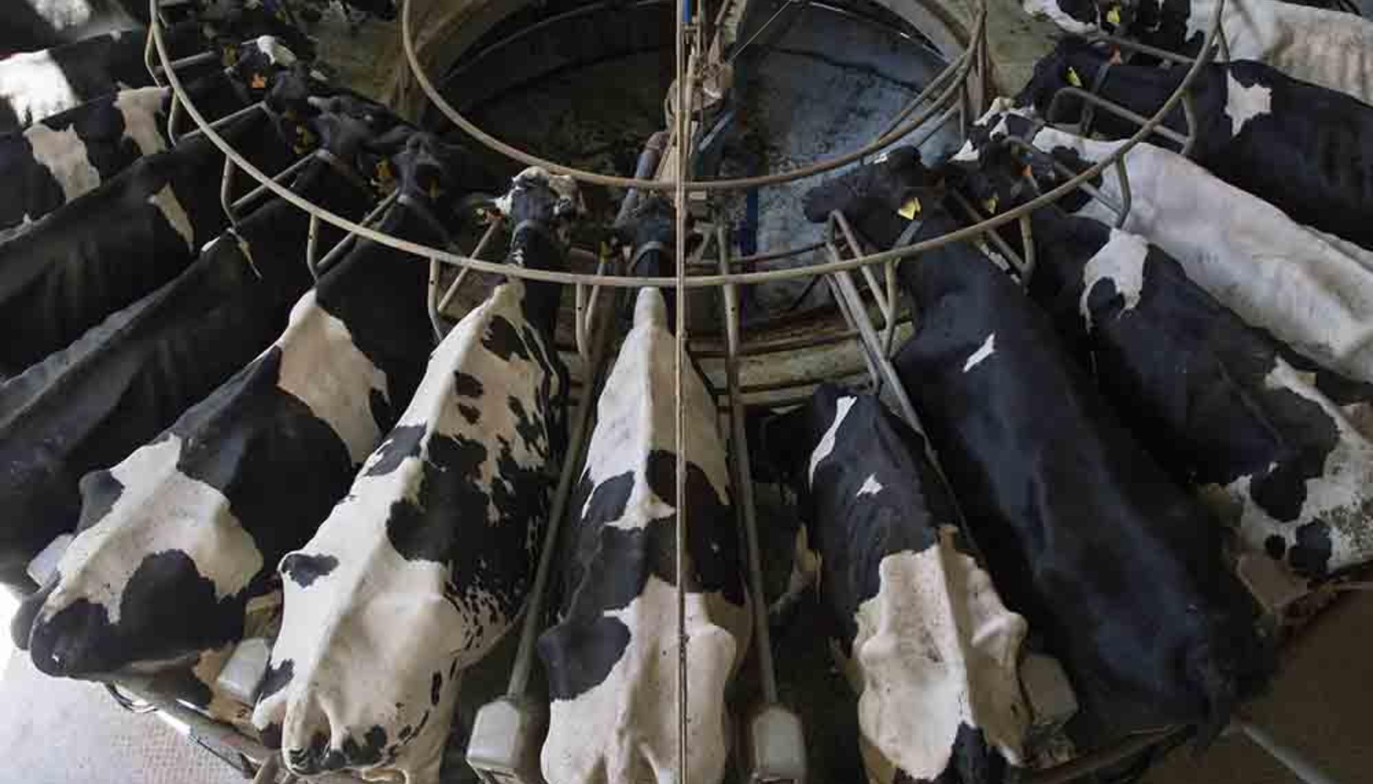 Vacas explotadas por la industria ganadera