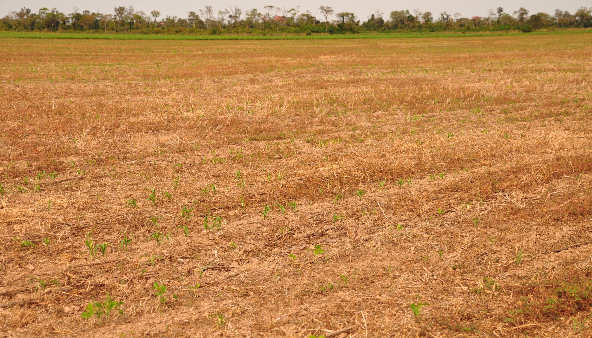 Bosque Seco Bolivia monocultivo soja