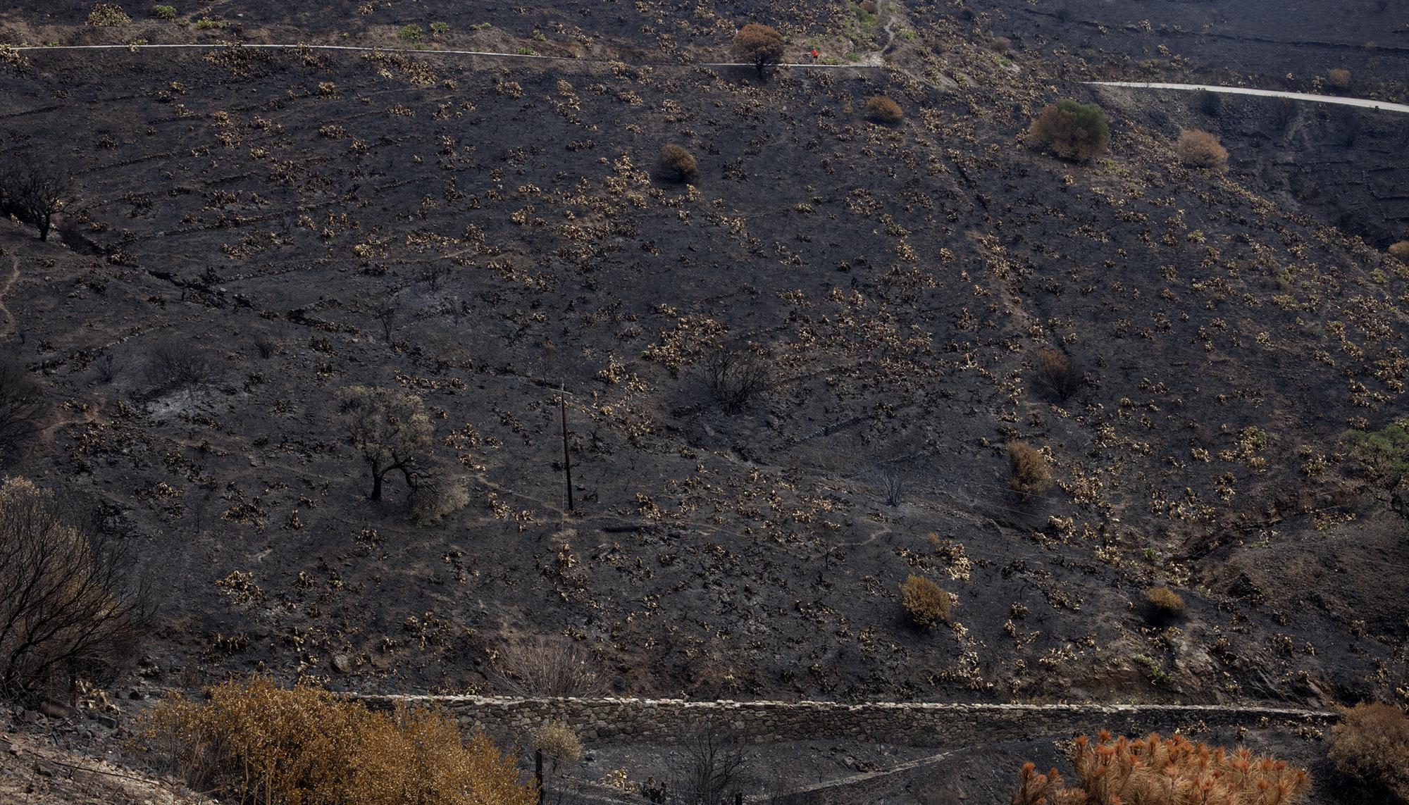 Consecuencias del incendio en Portbou, norte de Catalunya, en el verano de 2022 - 3